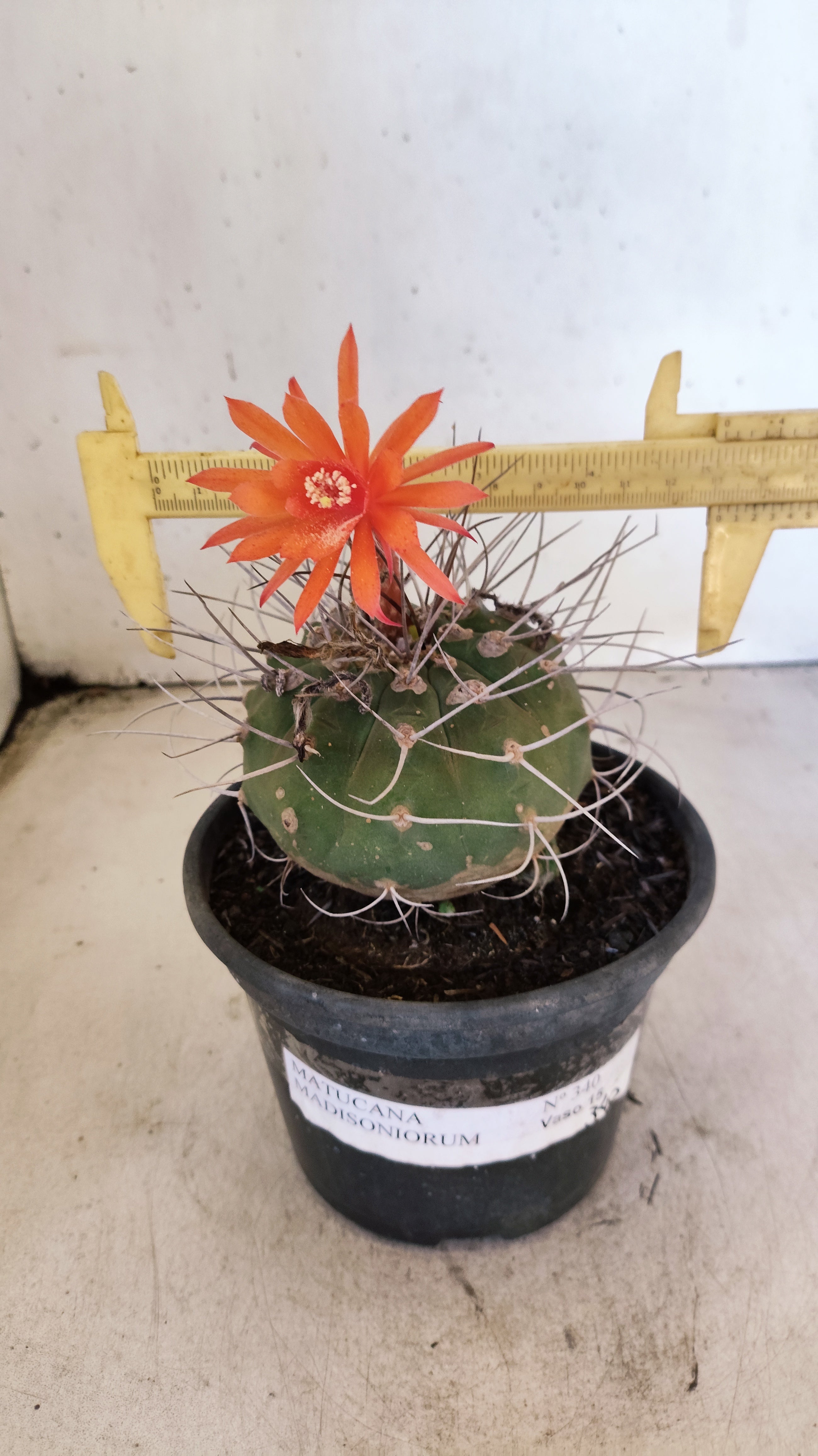 MATRIZ MATUCANA MADISONIORUM Nº 340 – vaso 15