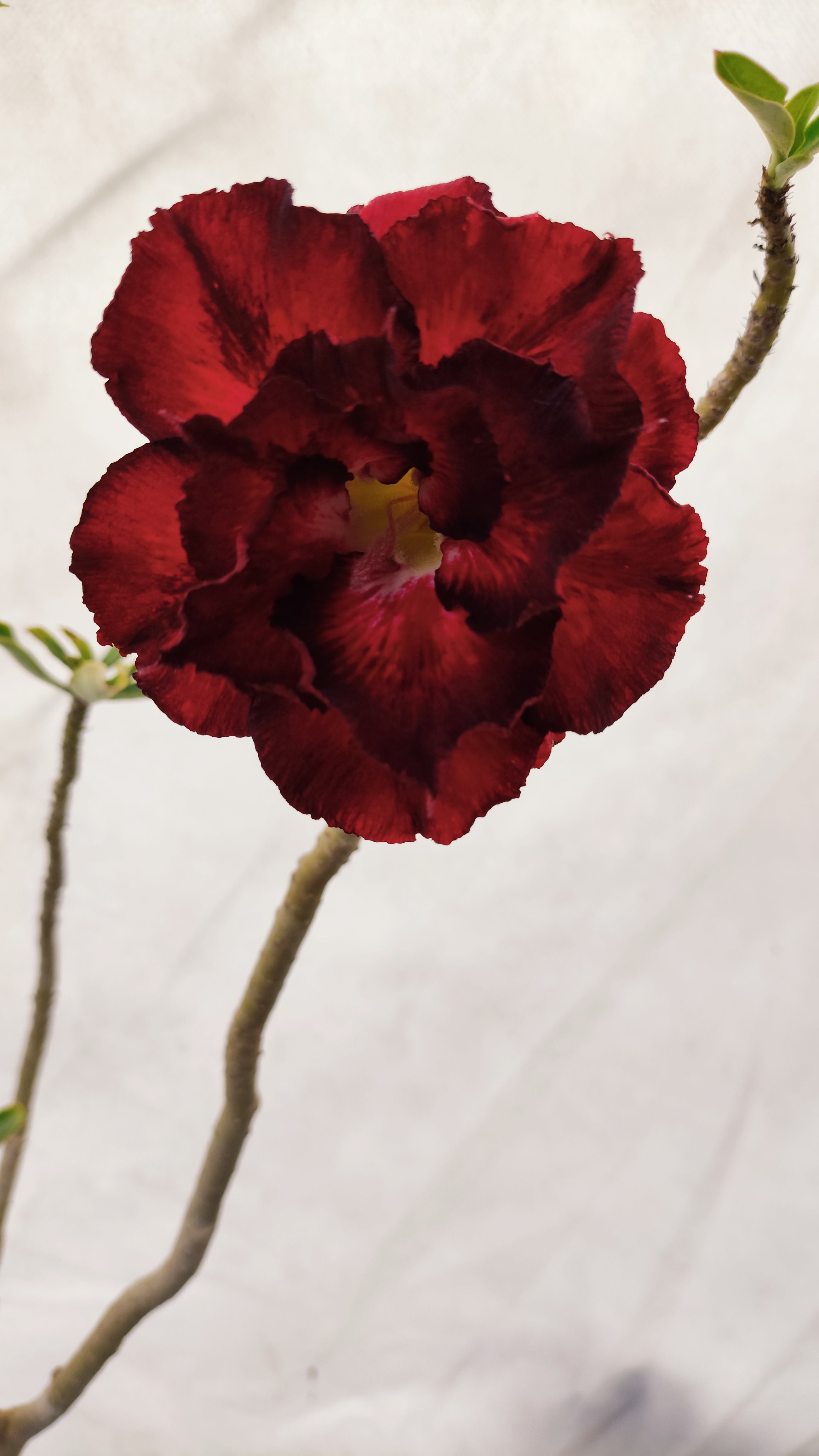Planta MATRIZ DOBRADA Nº 185 – 80cm – 6 anos - vaso 25