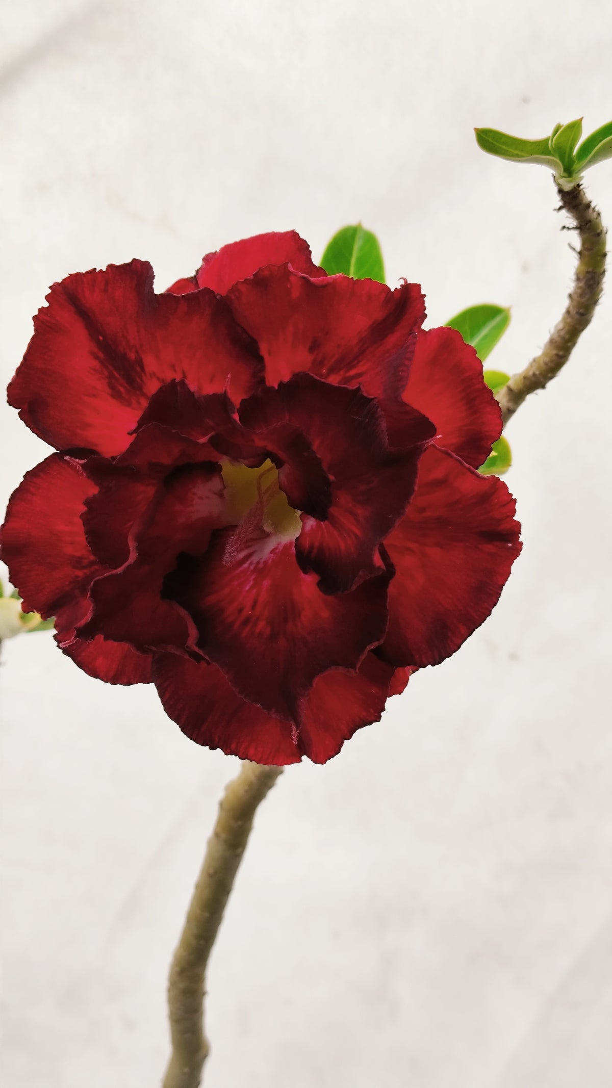 Planta MATRIZ DOBRADA Nº 185 – 80cm – 6 anos - vaso 25