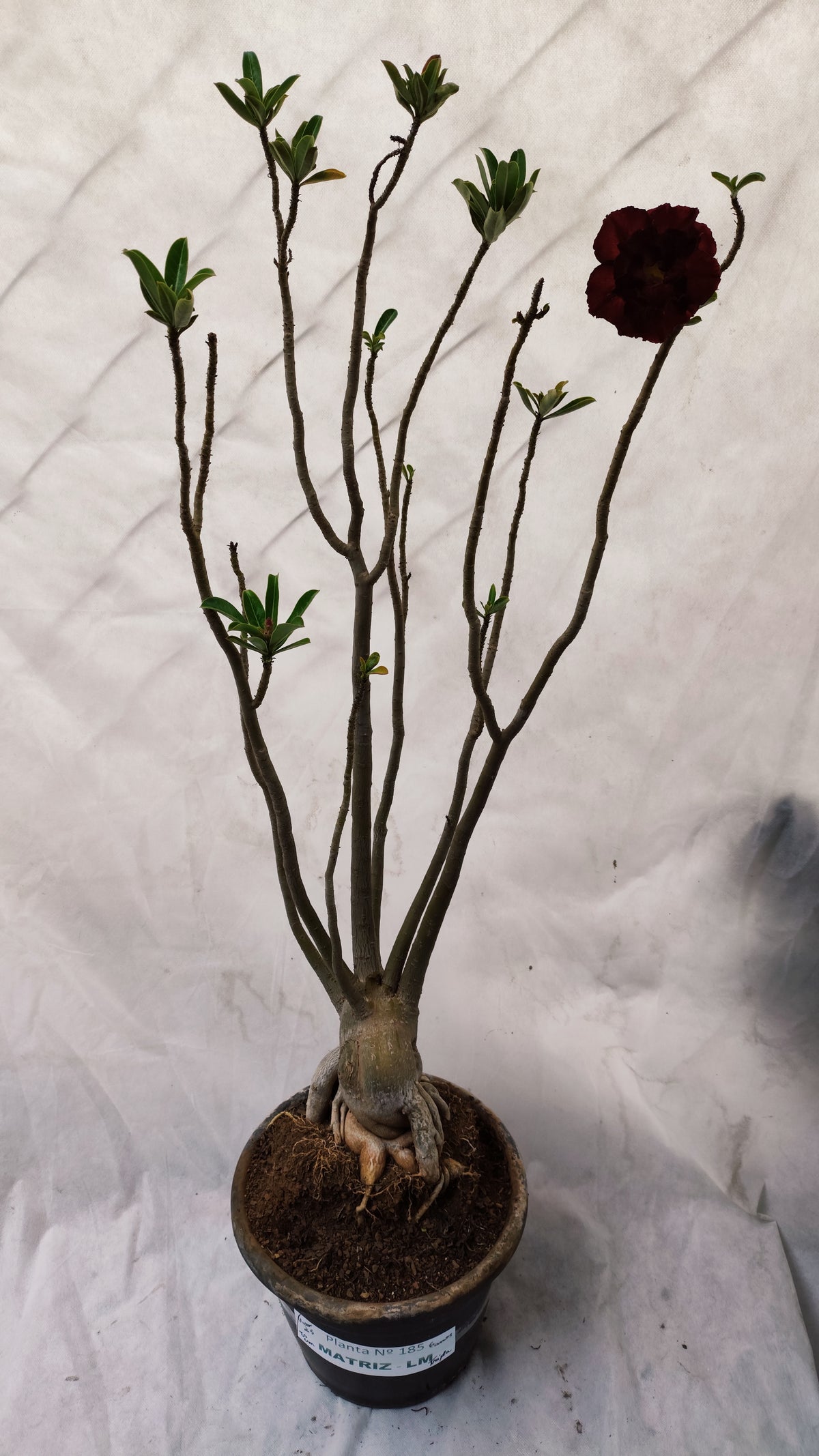 Planta MATRIZ DOBRADA Nº 185 – 80cm – 6 anos - vaso 25