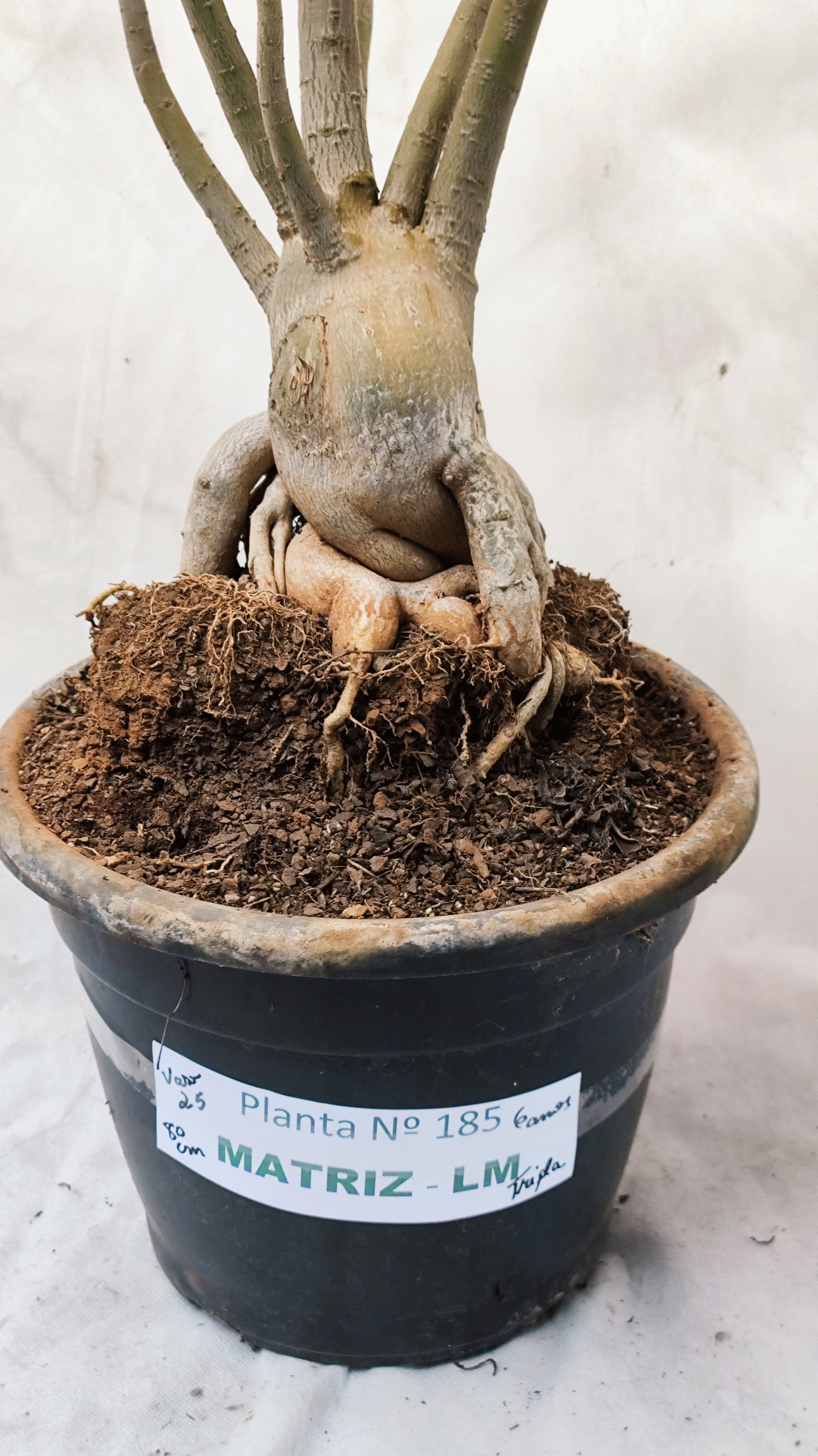 Planta MATRIZ DOBRADA Nº 185 – 80cm – 6 anos - vaso 25