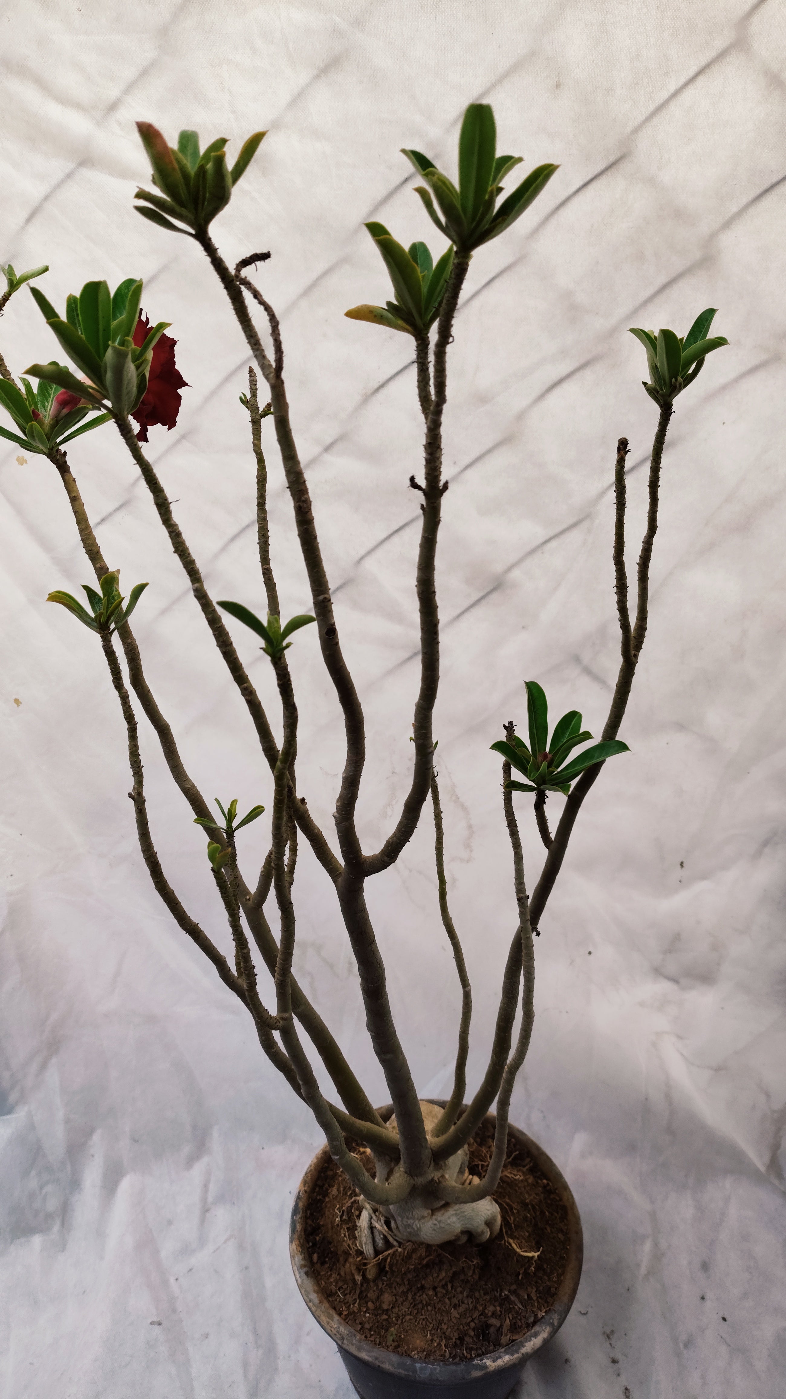Planta MATRIZ DOBRADA Nº 185 – 80cm – 6 anos - vaso 25