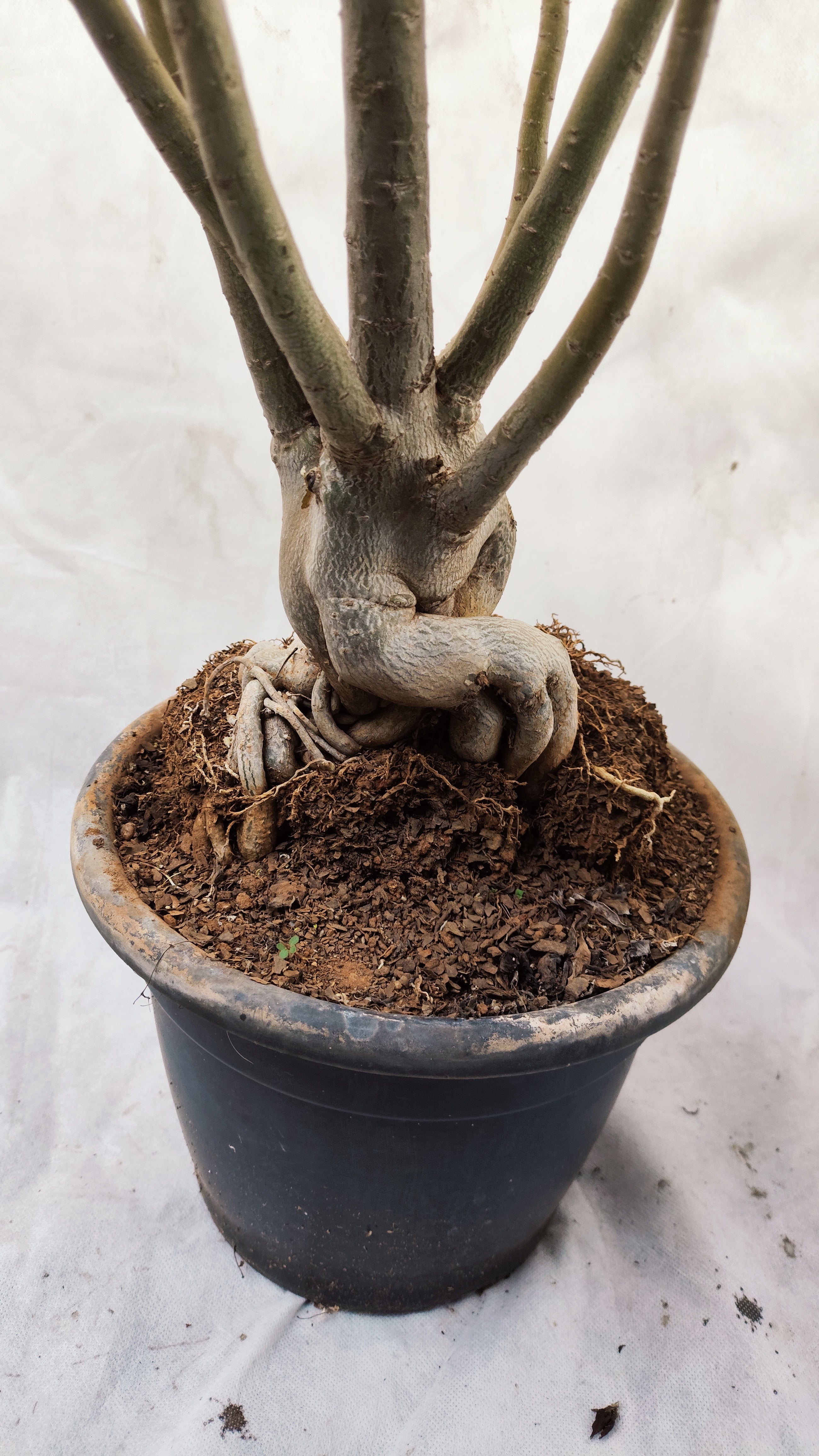 Planta MATRIZ DOBRADA Nº 185 – 80cm – 6 anos - vaso 25