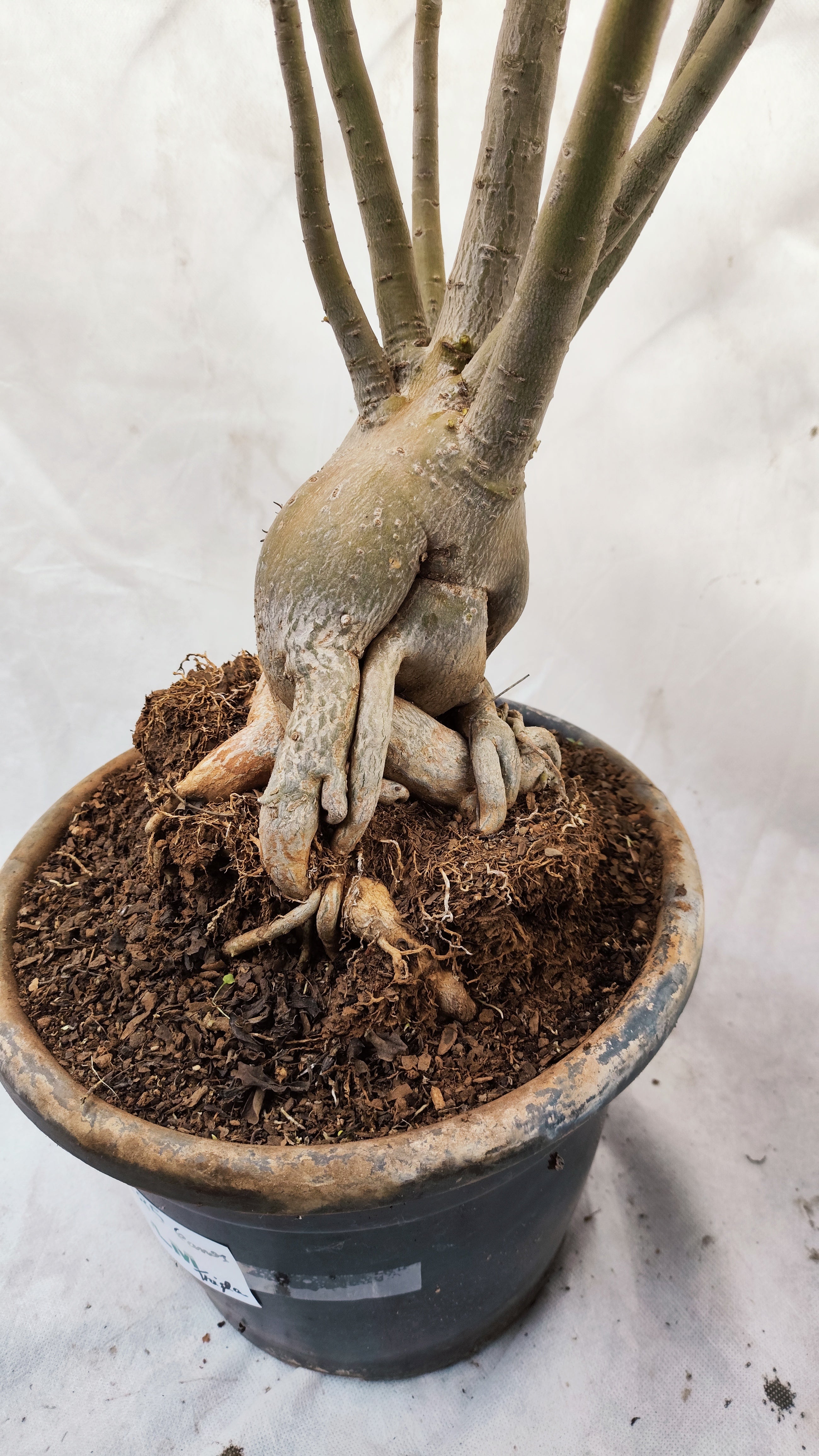Planta MATRIZ DOBRADA Nº 185 – 80cm – 6 anos - vaso 25