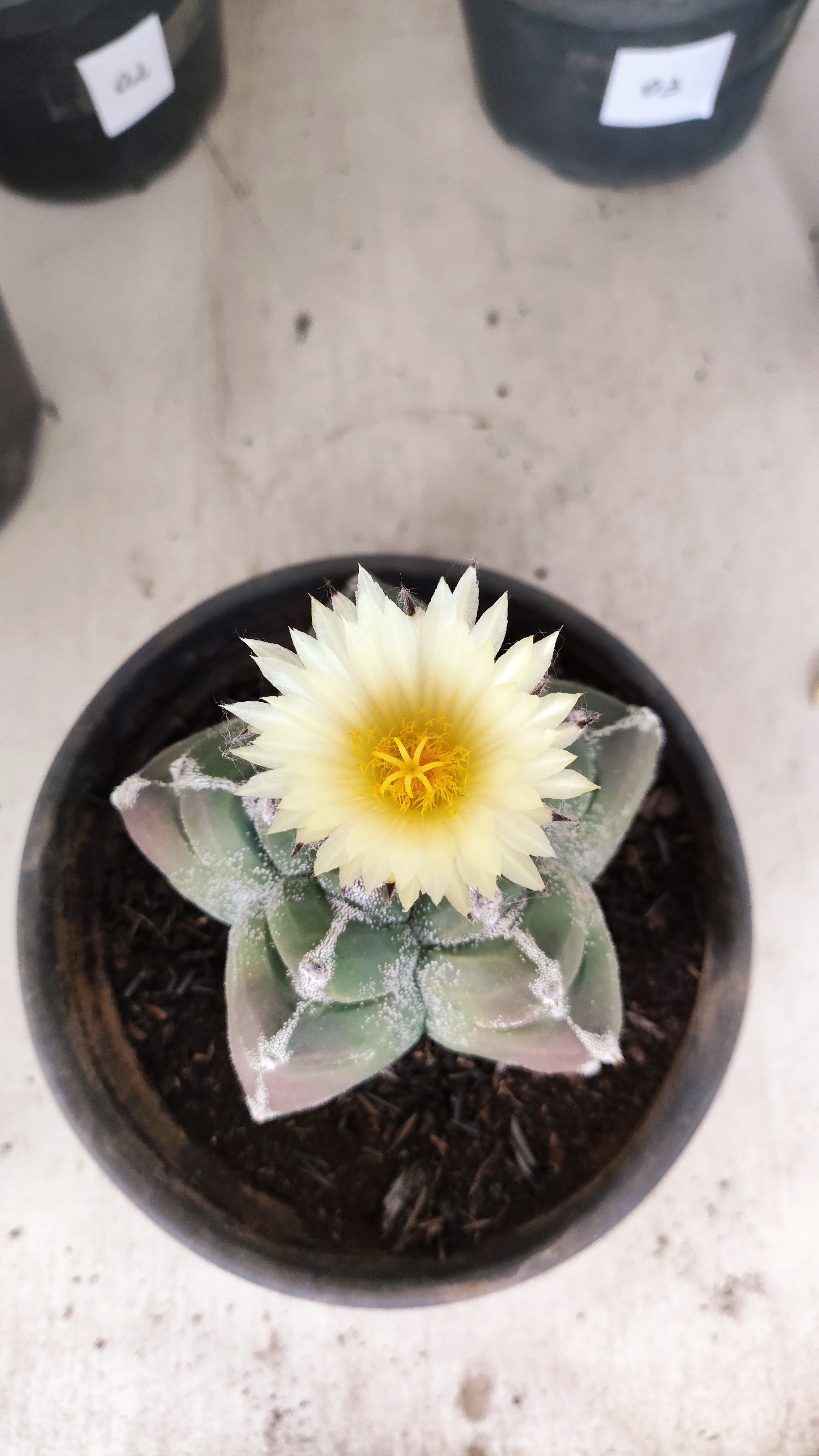 MATRIZ ASTROPHYTUM cv KIKKO Nº 1030 – vaso 15