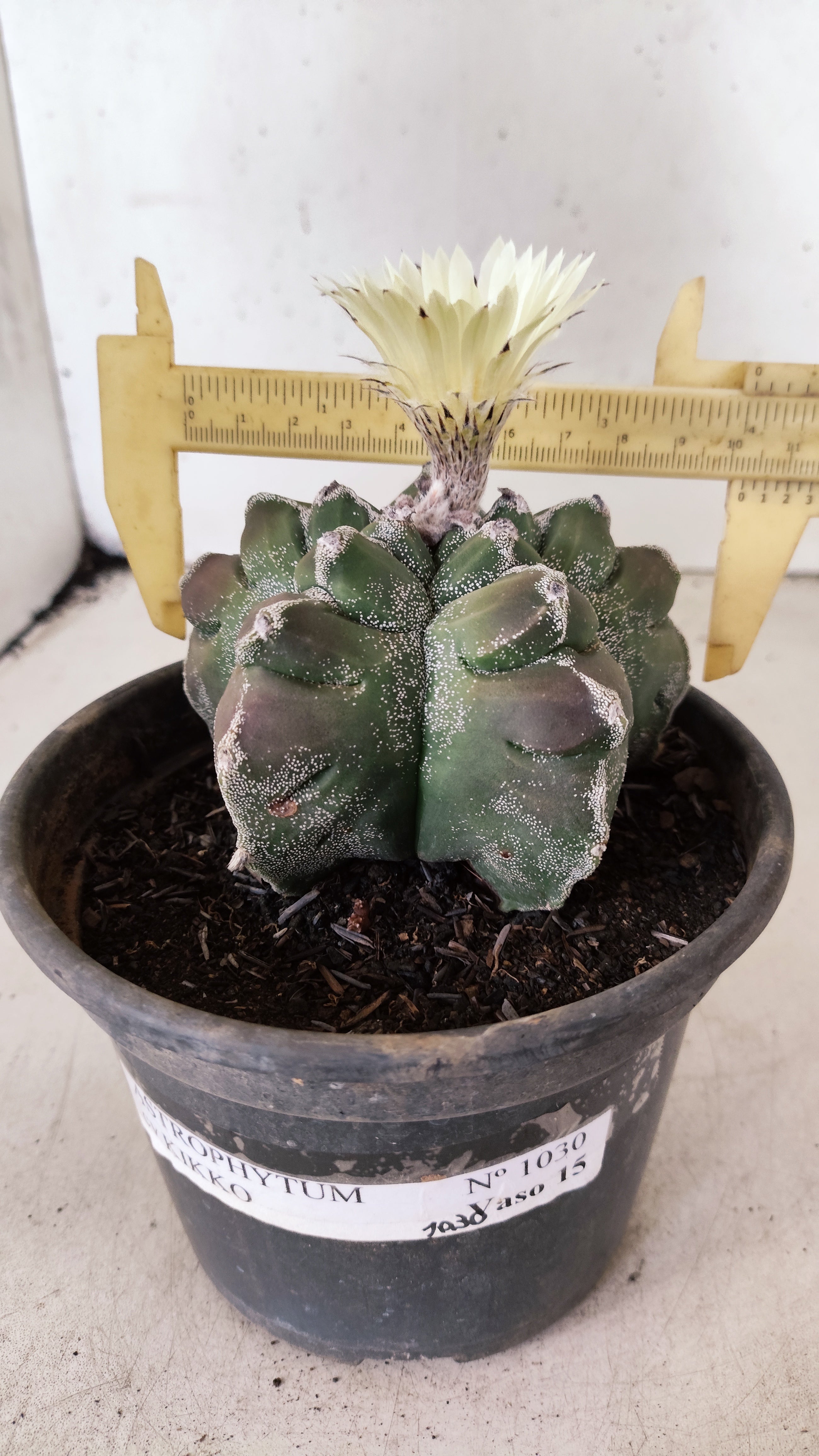 MATRIZ ASTROPHYTUM cv KIKKO Nº 1030 – vaso 15