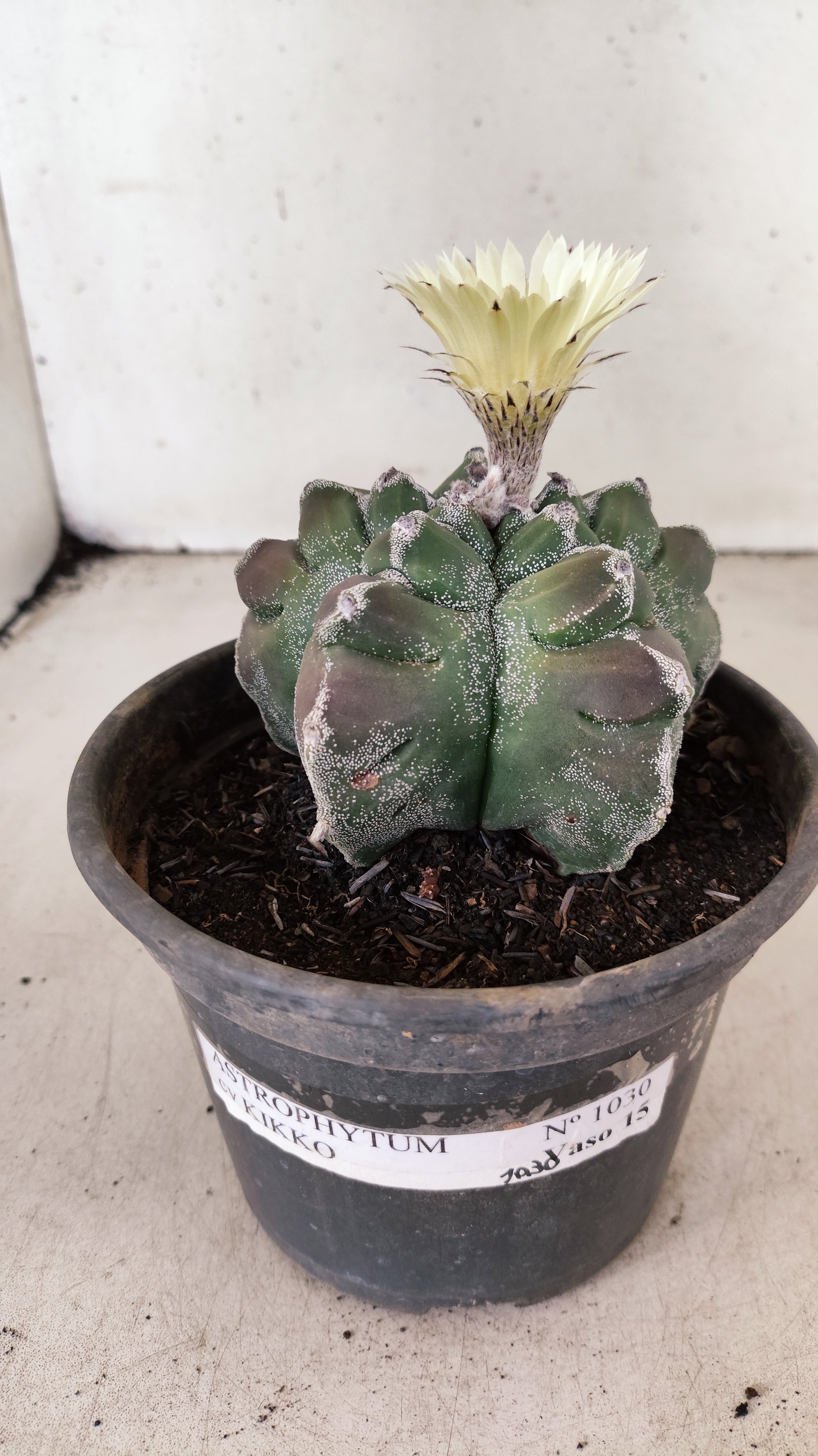 MATRIZ ASTROPHYTUM cv KIKKO Nº 1030 – vaso 15