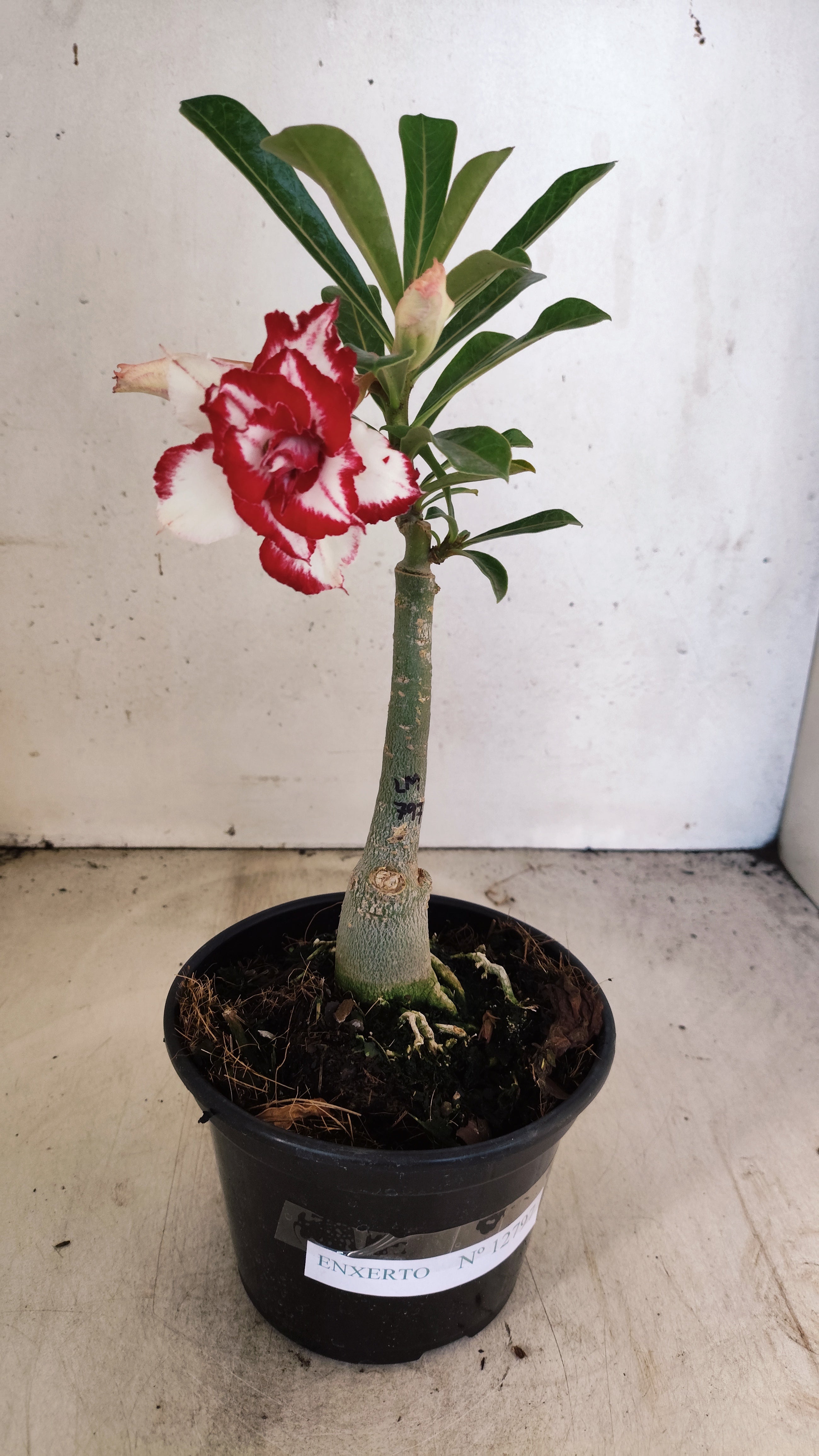 ENXERTO 12797 – 20cm (cor LM 797) ID: Ferrari