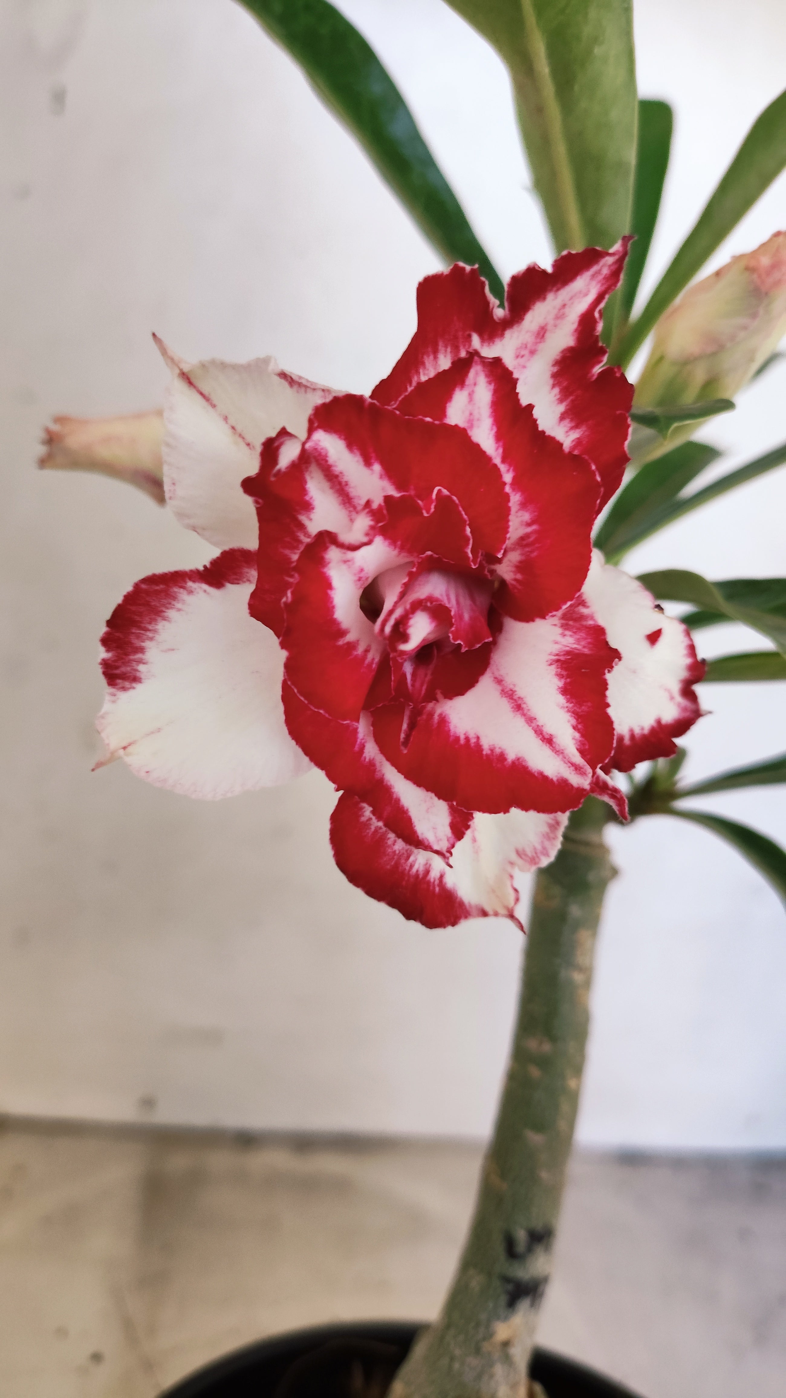 ENXERTO 12797 – 20cm (cor LM 797) ID: Ferrari