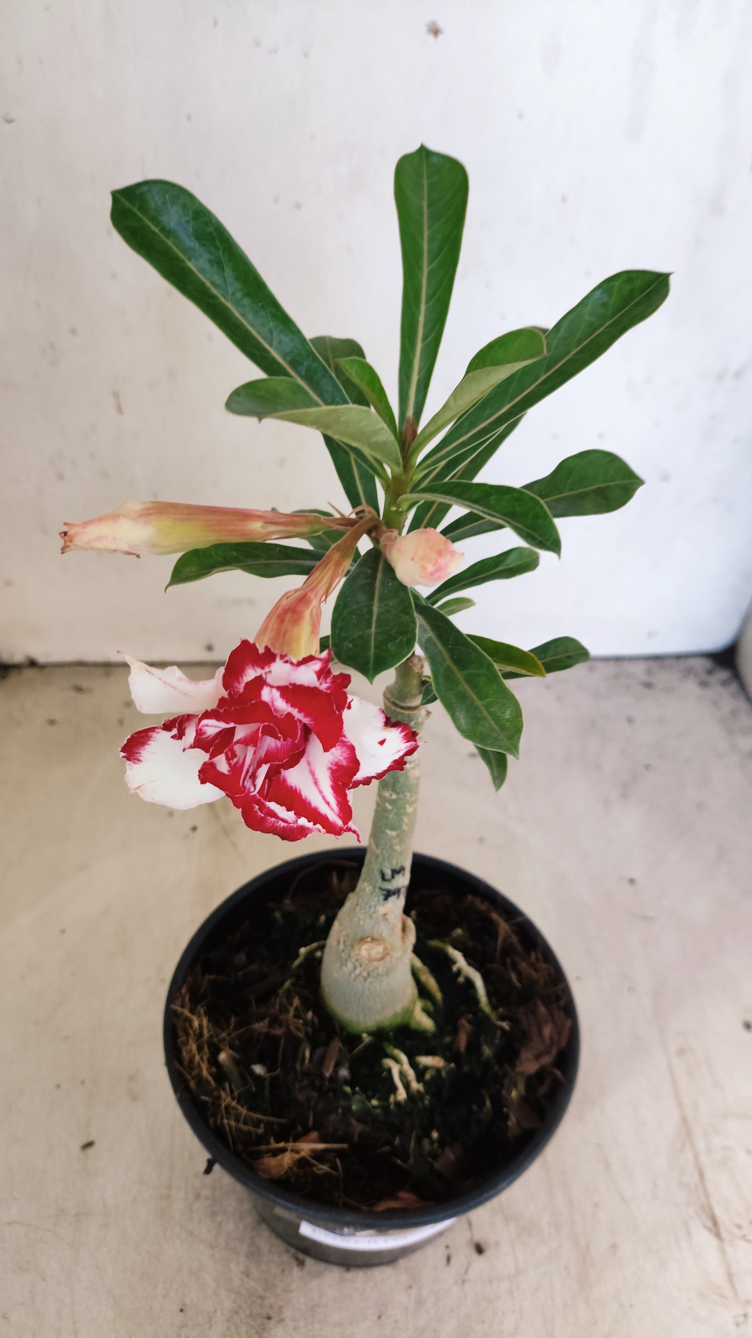 ENXERTO 12797 – 20cm (cor LM 797) ID: Ferrari
