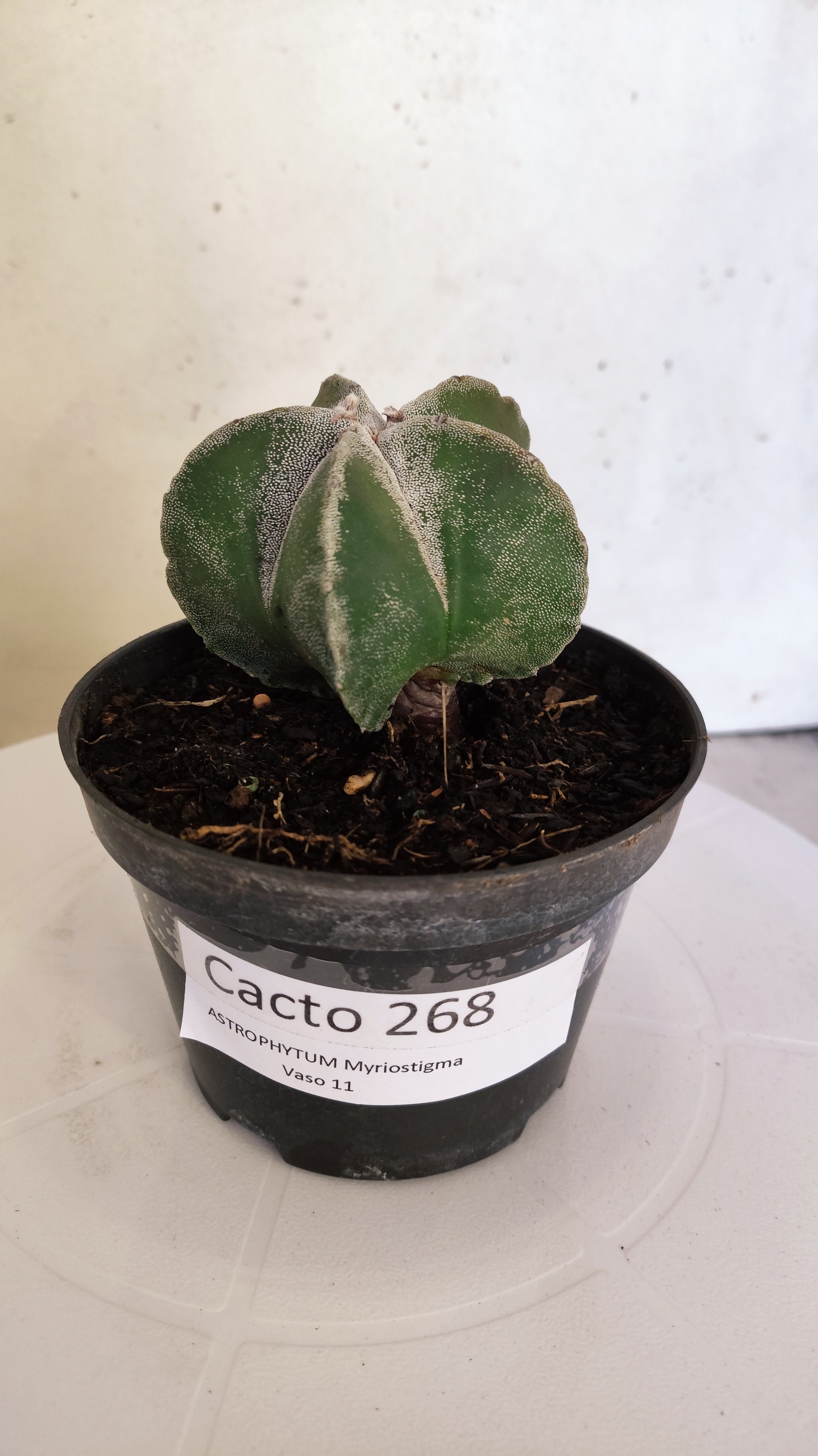 ASTROPHYTUM MYRIOSTIGMA Nº 268 – vaso 11
