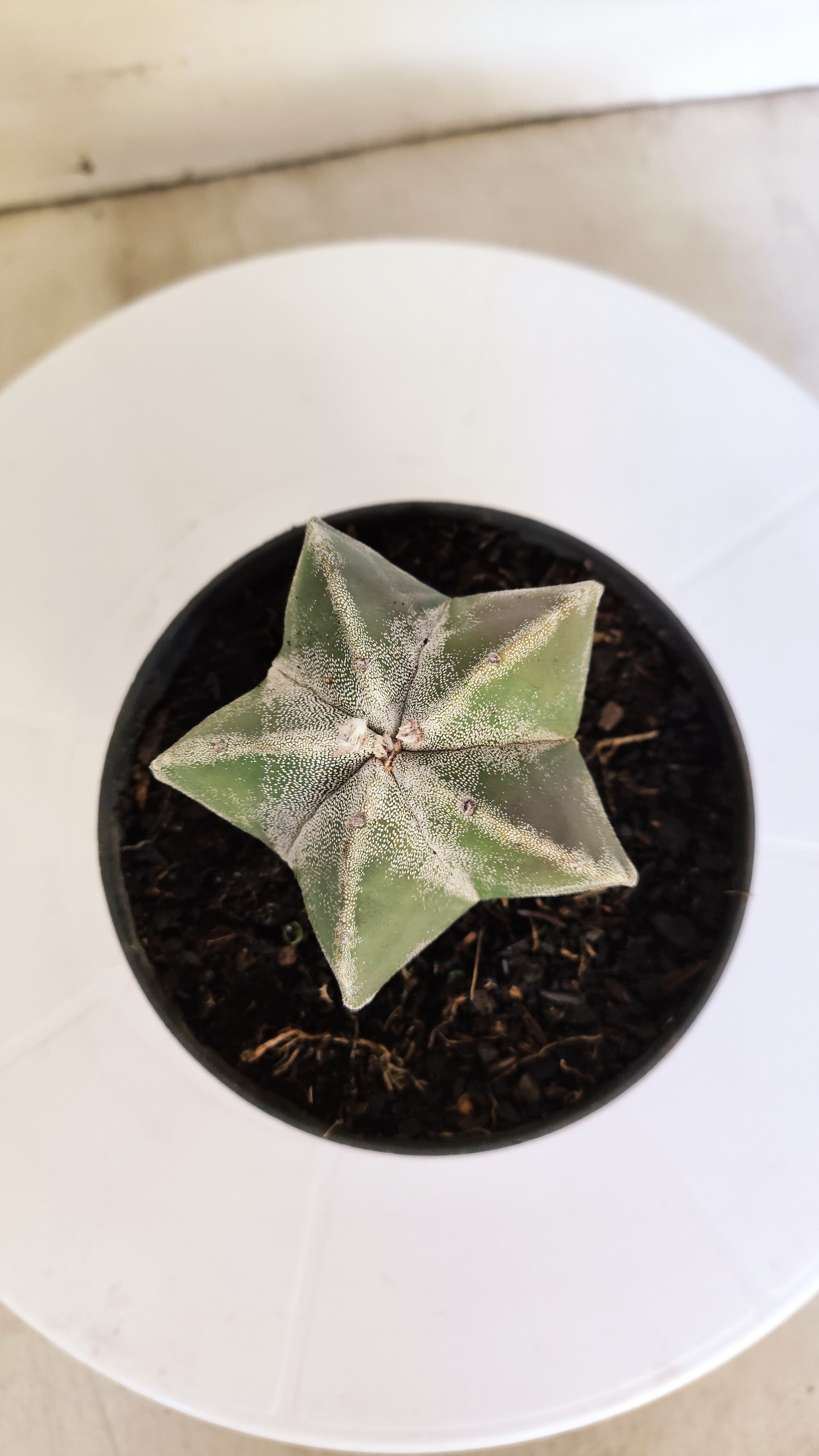 ASTROPHYTUM MYRIOSTIGMA Nº 268 – vaso 11