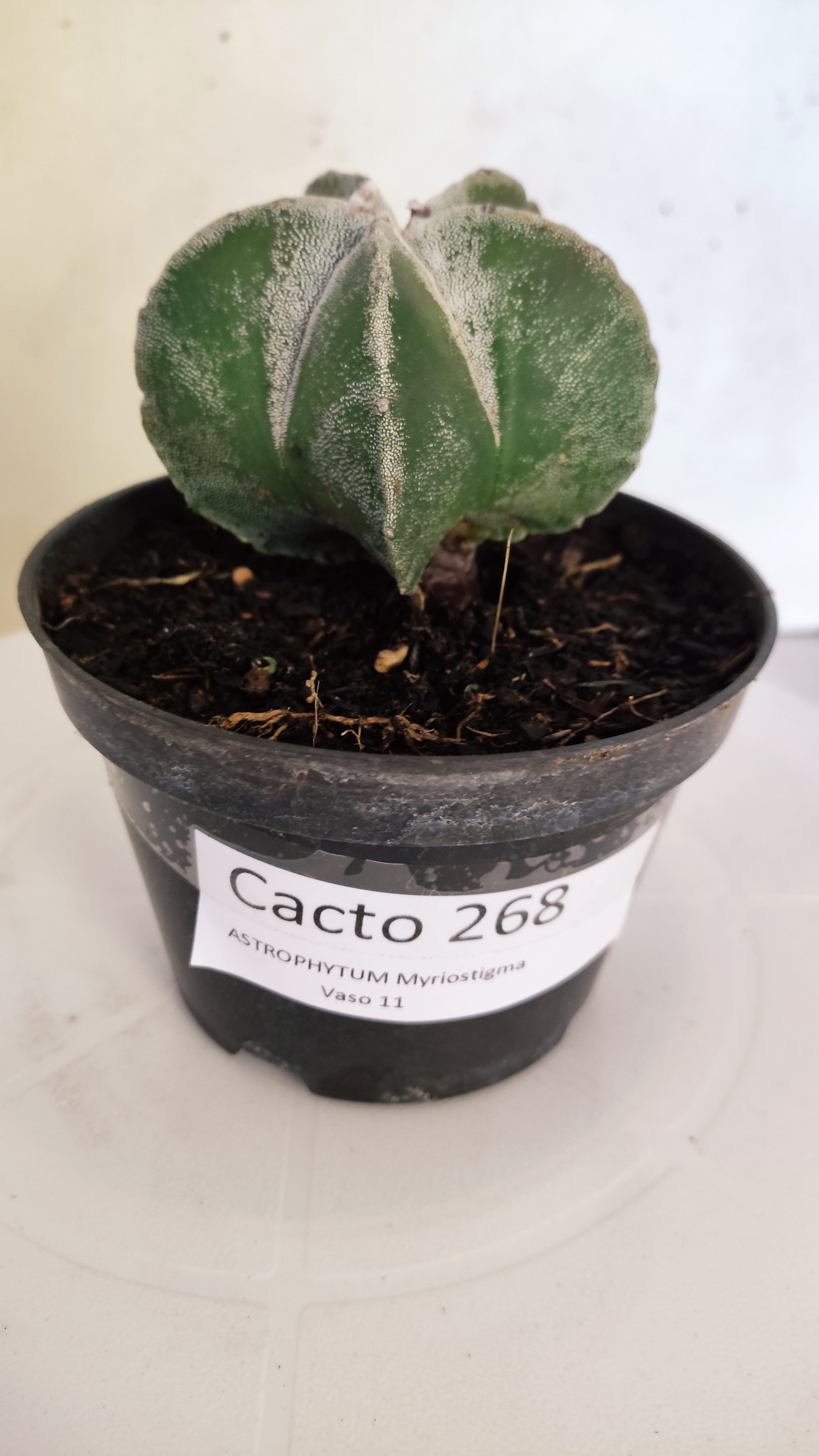 ASTROPHYTUM MYRIOSTIGMA Nº 268 – vaso 11