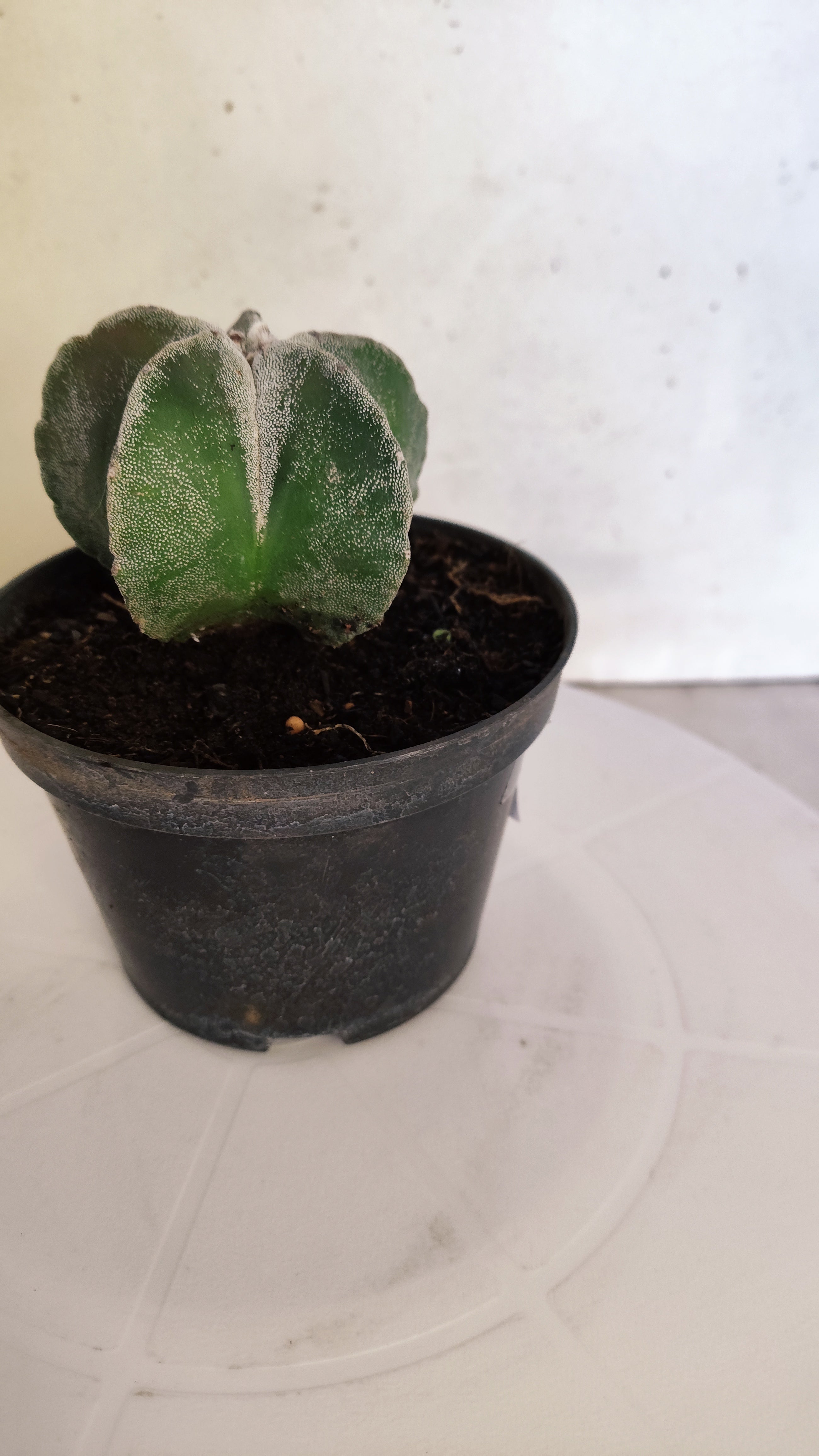 ASTROPHYTUM MYRIOSTIGMA Nº 268 – vaso 11