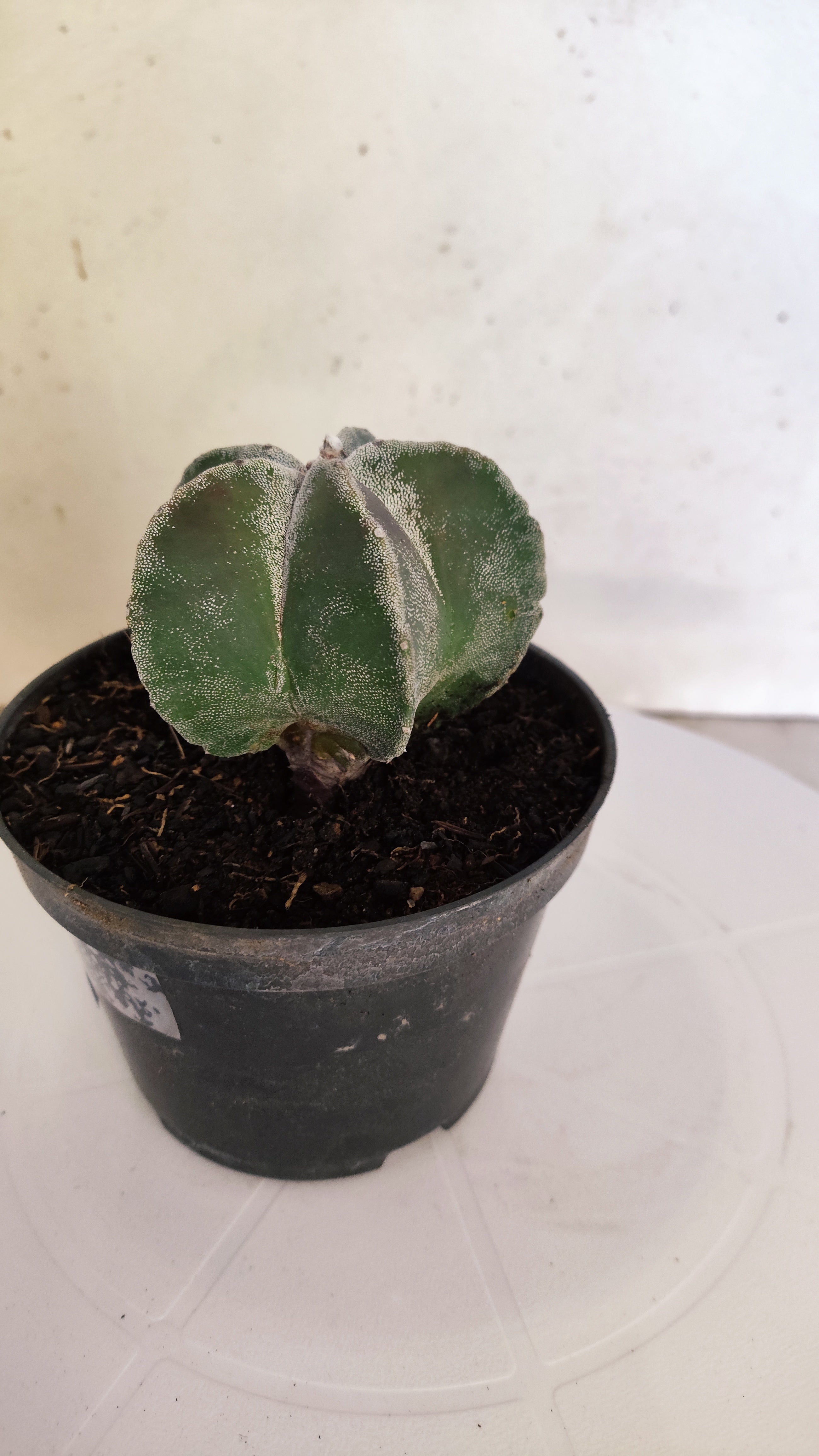 ASTROPHYTUM MYRIOSTIGMA Nº 268 – vaso 11
