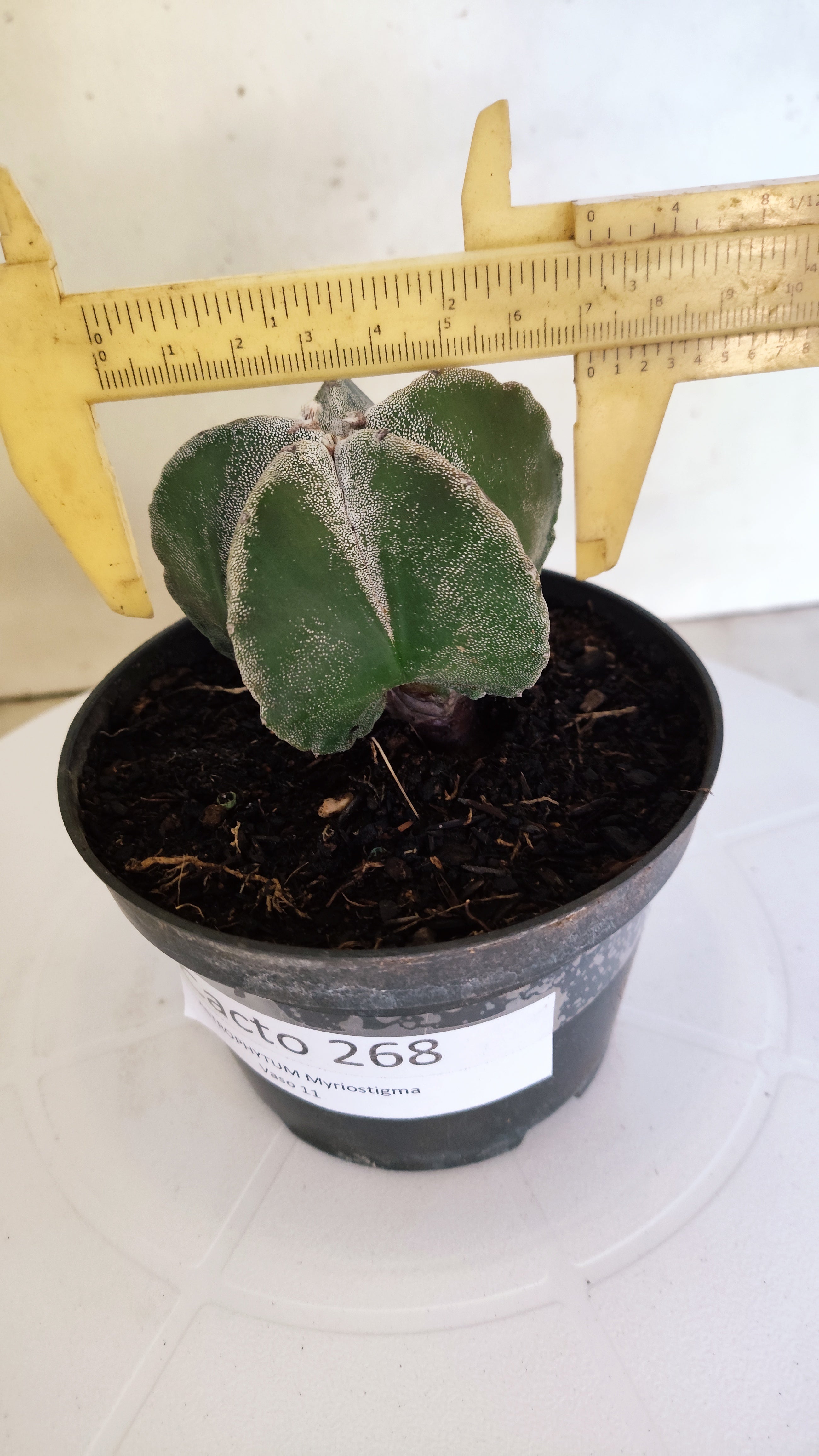 ASTROPHYTUM MYRIOSTIGMA Nº 268 – vaso 11