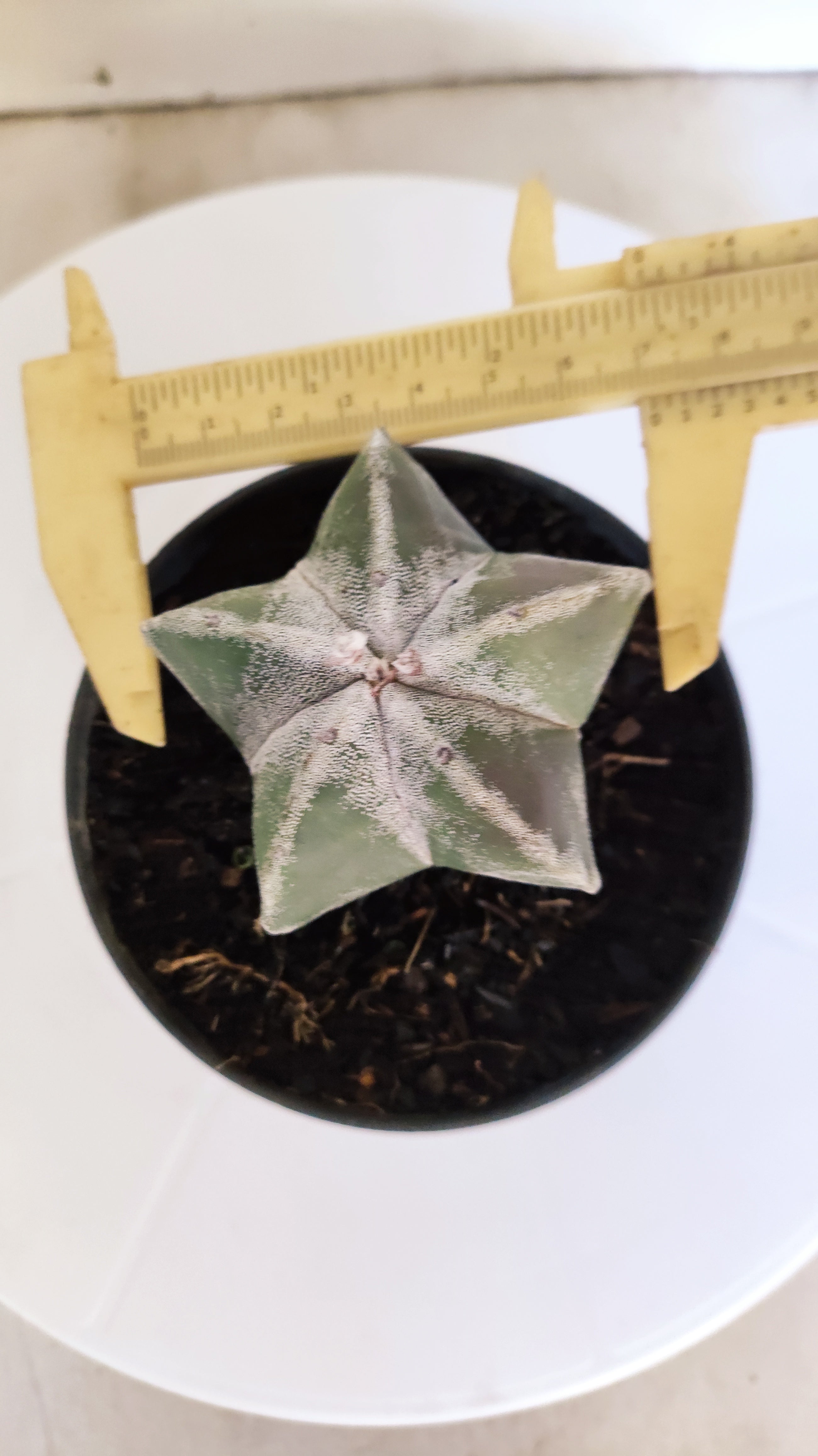 ASTROPHYTUM MYRIOSTIGMA Nº 268 – vaso 11