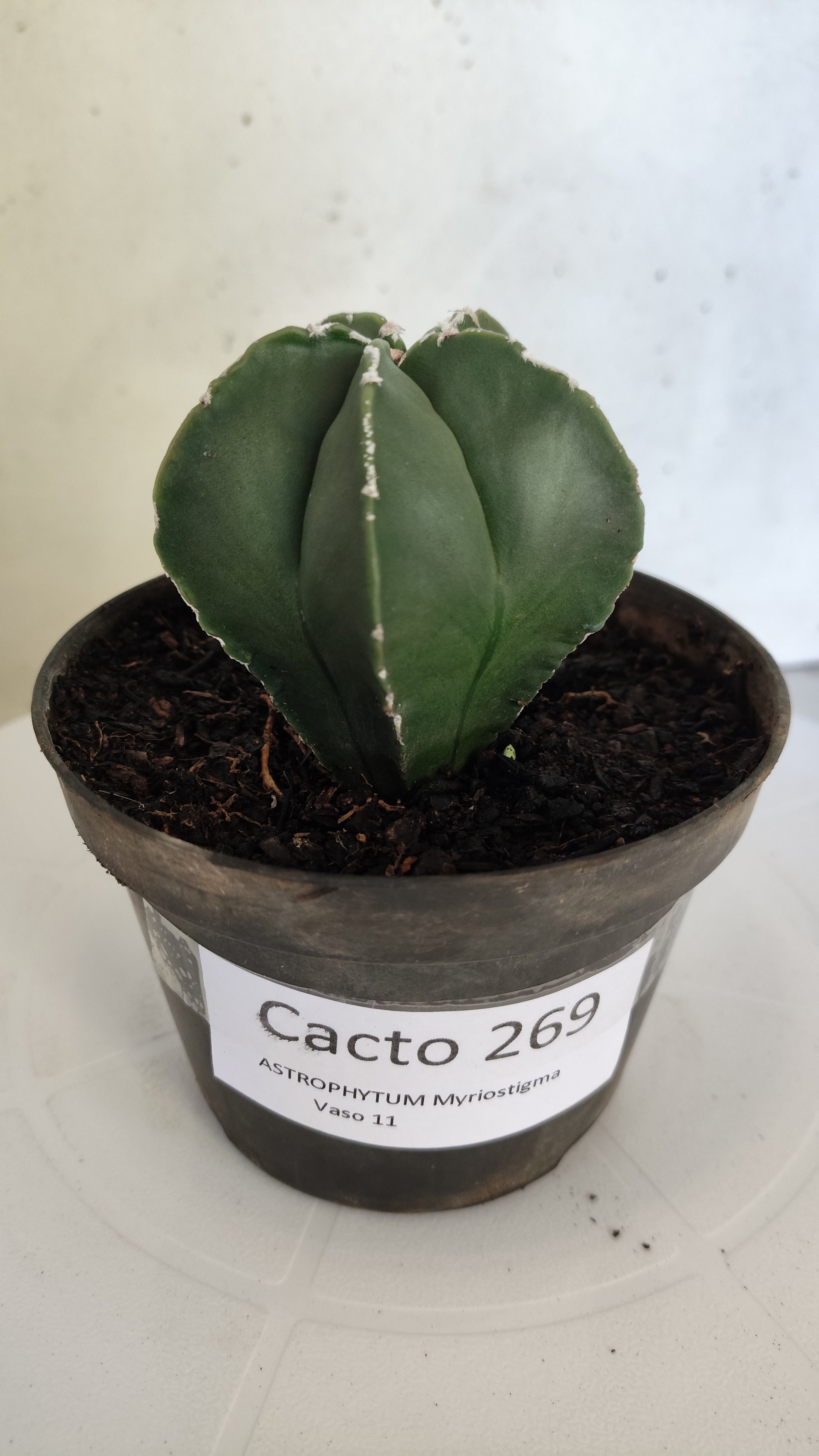 ASTROPHYTUM MYRIOSTIGMA "Nudum" Nº 269 – vaso 11
