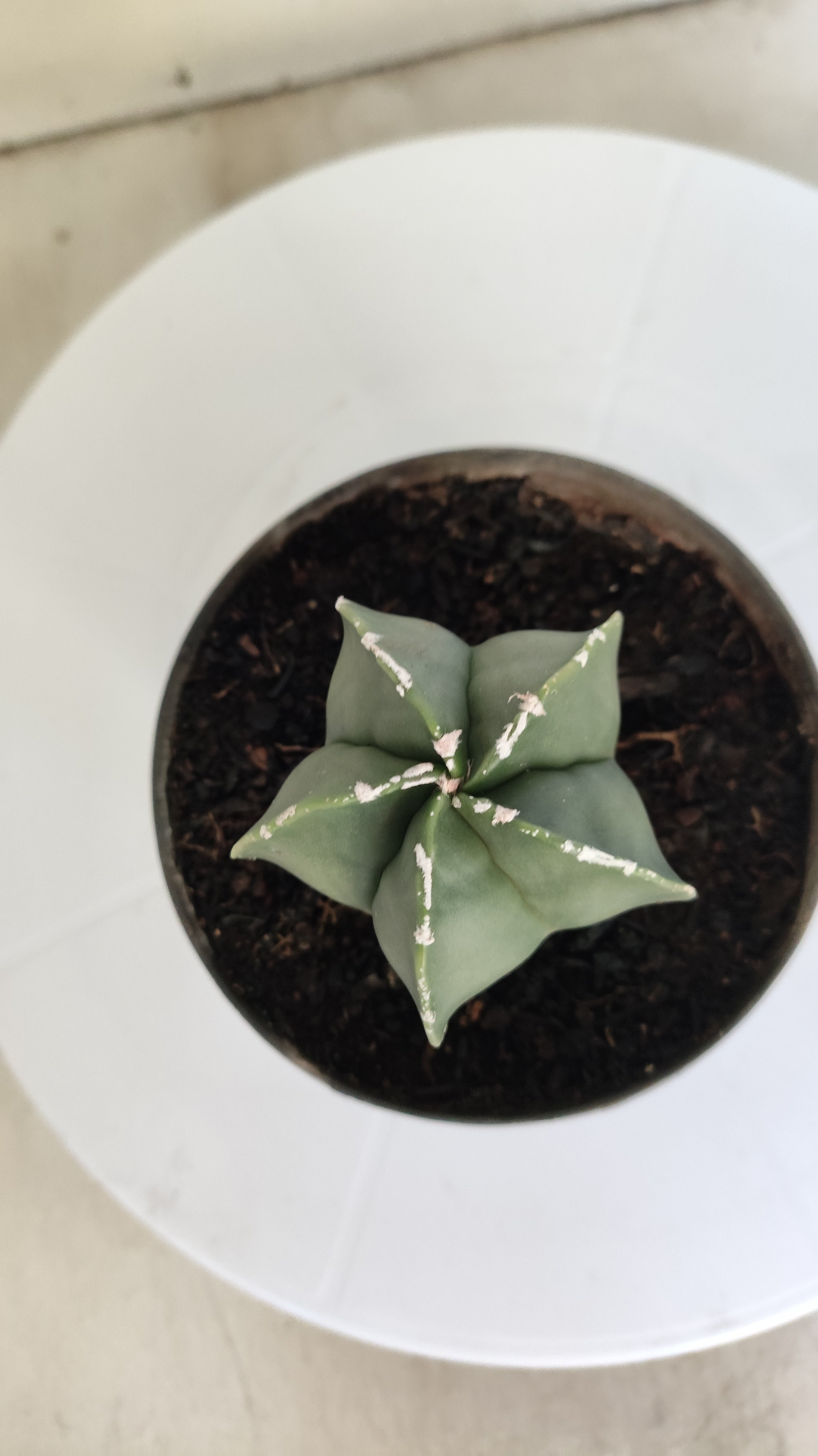 ASTROPHYTUM MYRIOSTIGMA "Nudum" Nº 269 – vaso 11