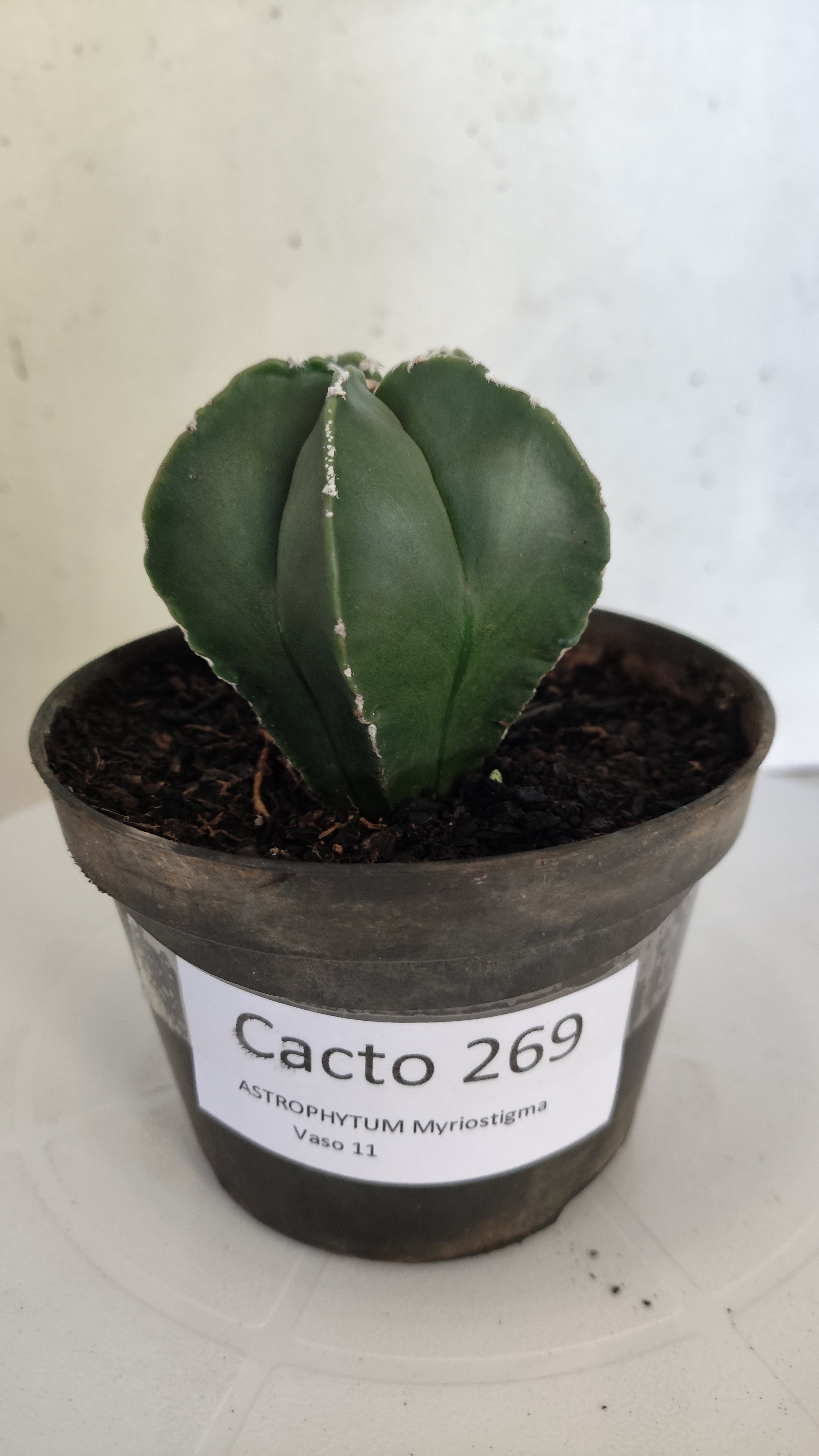 ASTROPHYTUM MYRIOSTIGMA "Nudum" Nº 269 – vaso 11