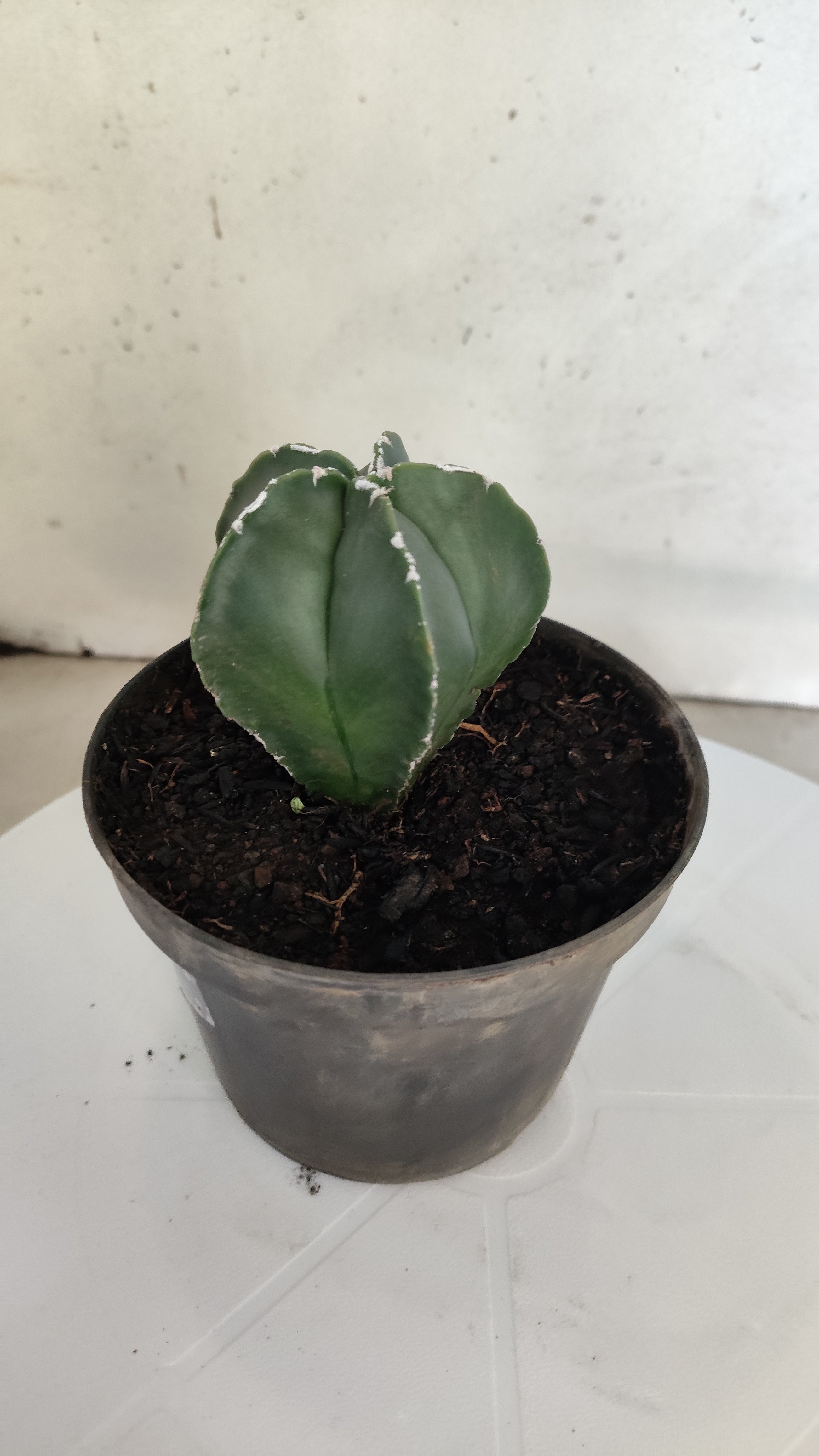 ASTROPHYTUM MYRIOSTIGMA "Nudum" Nº 269 – vaso 11