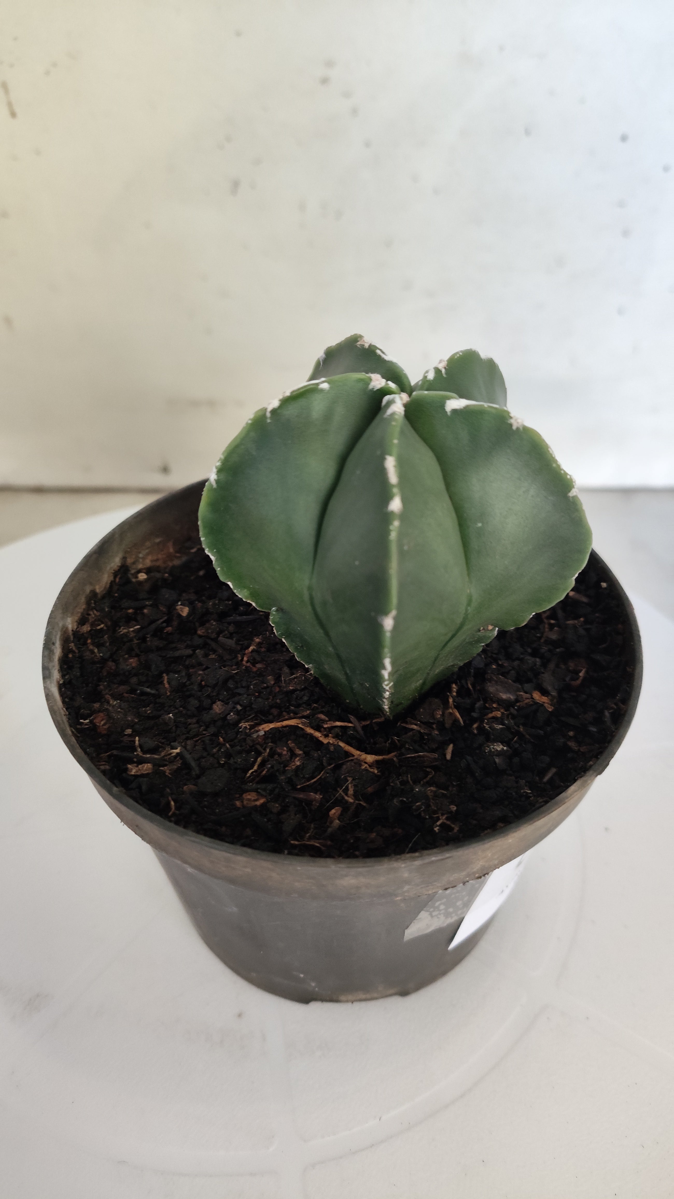 ASTROPHYTUM MYRIOSTIGMA "Nudum" Nº 269 – vaso 11