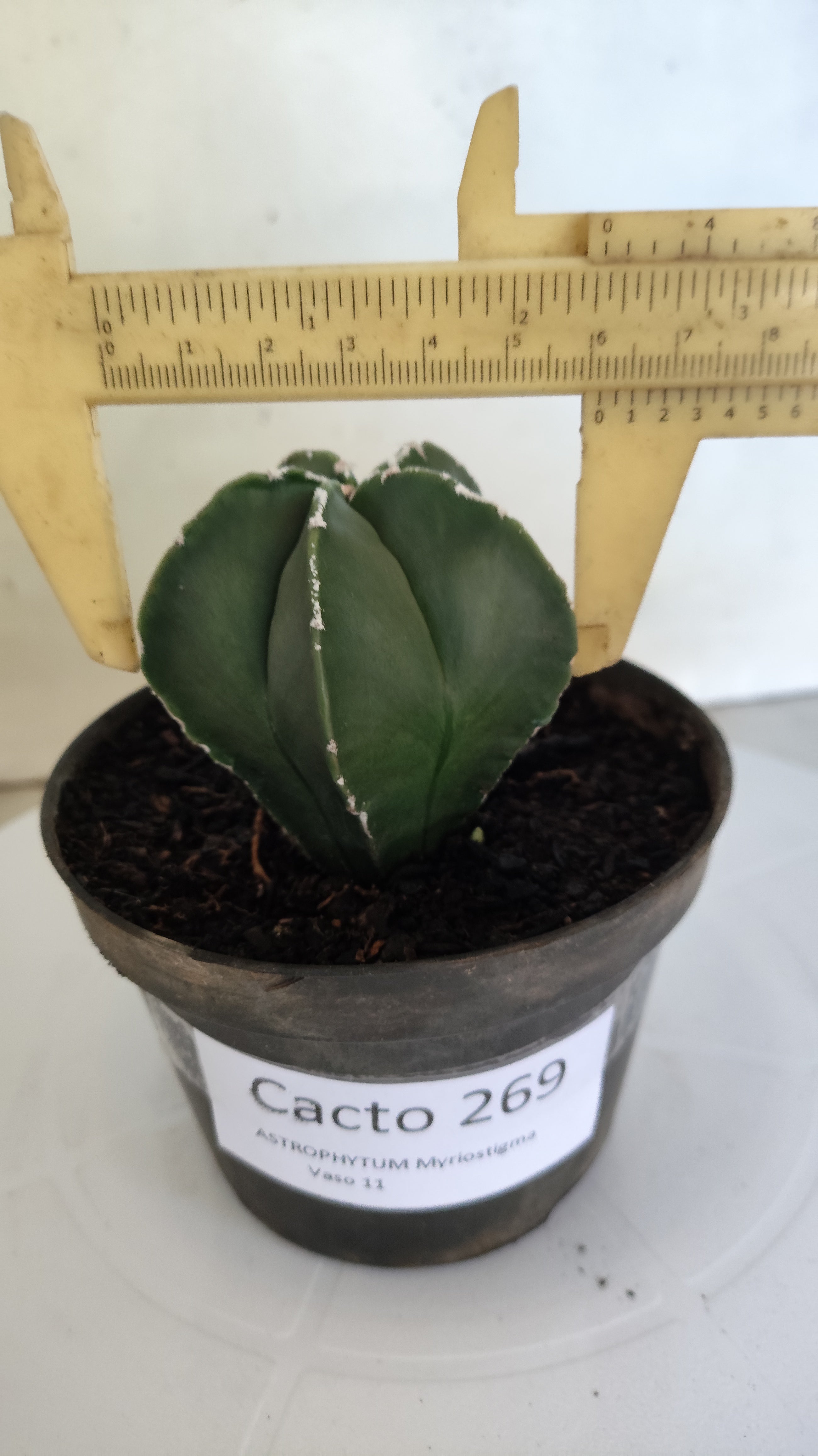 ASTROPHYTUM MYRIOSTIGMA "Nudum" Nº 269 – vaso 11