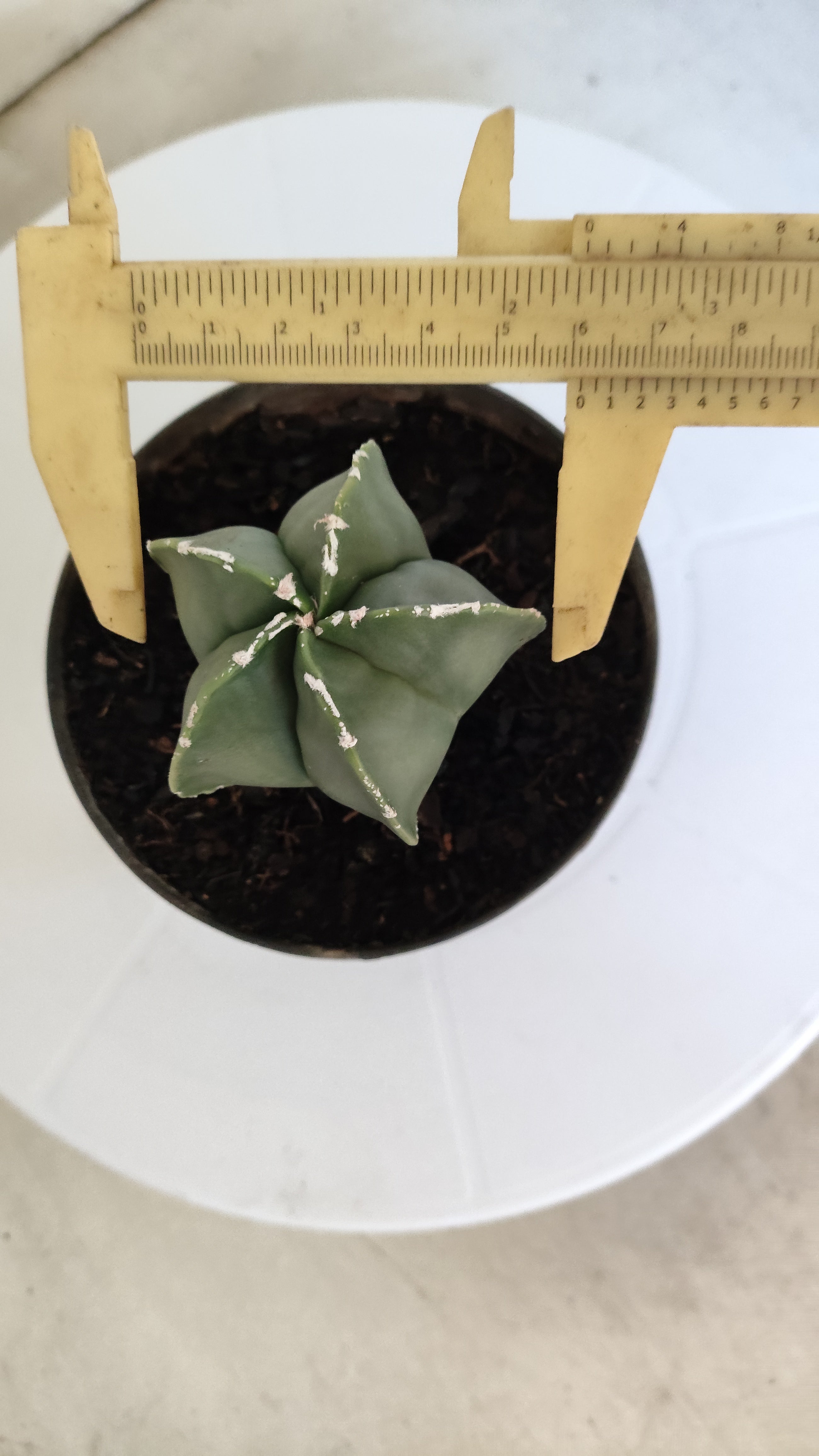 ASTROPHYTUM MYRIOSTIGMA "Nudum" Nº 269 – vaso 11