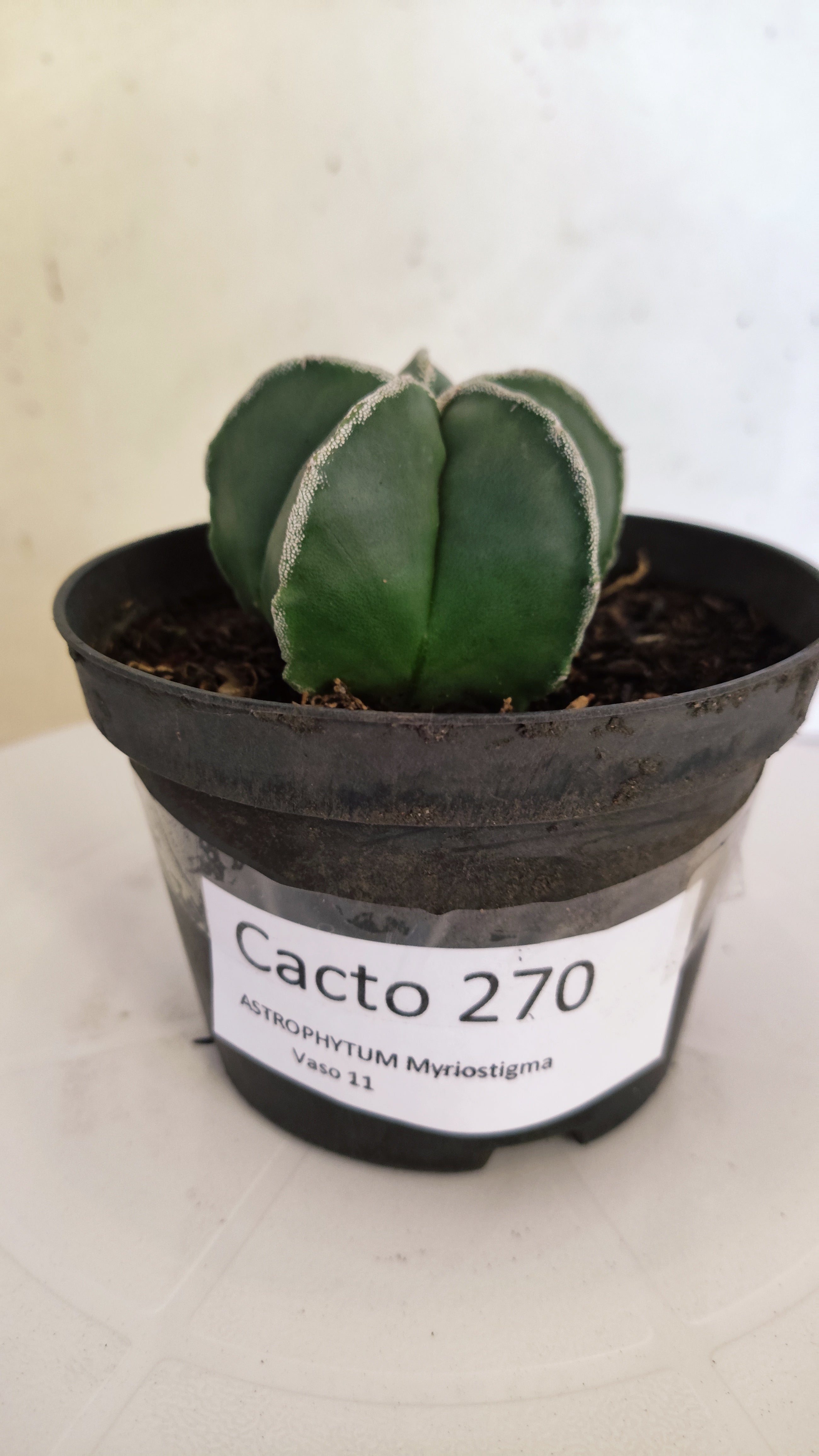 ASTROPHYTUM MYRIOSTIGMA "Nudum" Nº 270 – vaso 11