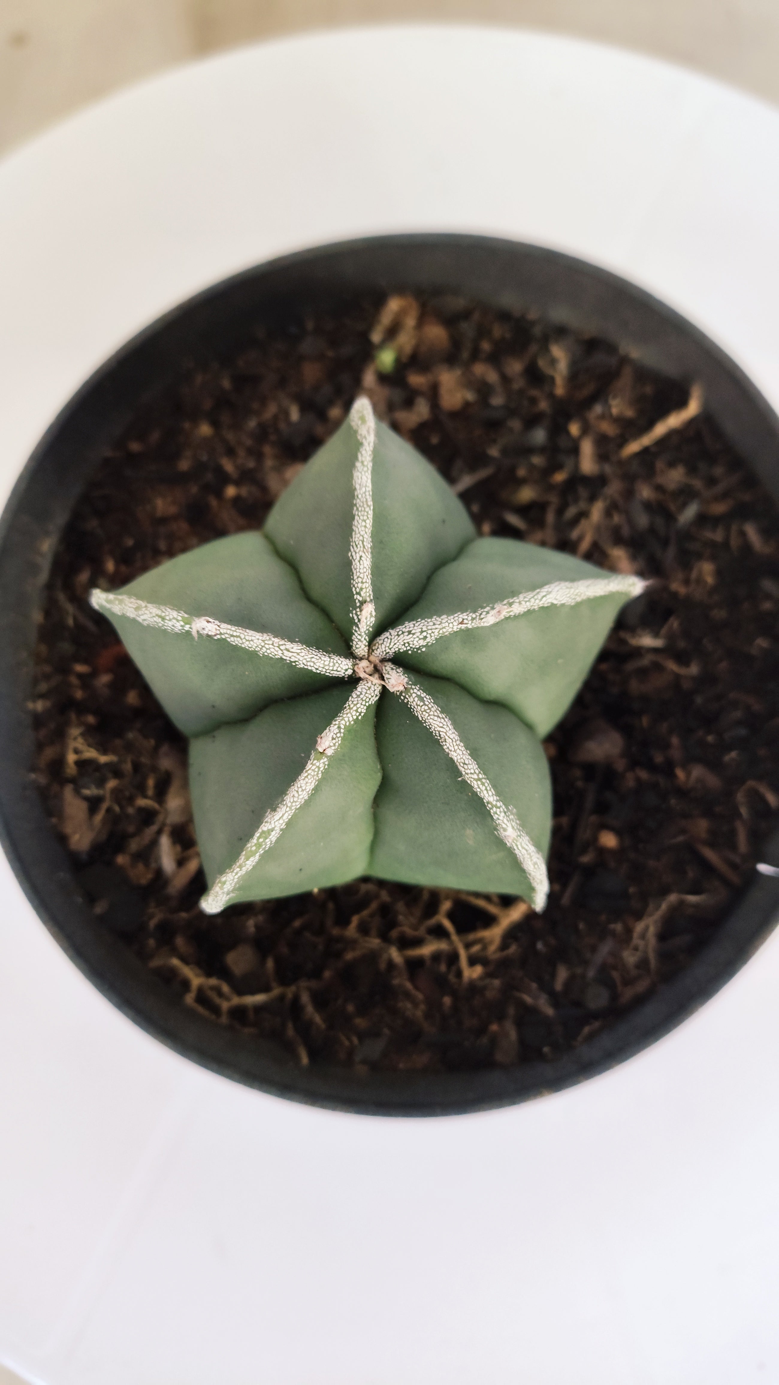 ASTROPHYTUM MYRIOSTIGMA "Nudum" Nº 270 – vaso 11