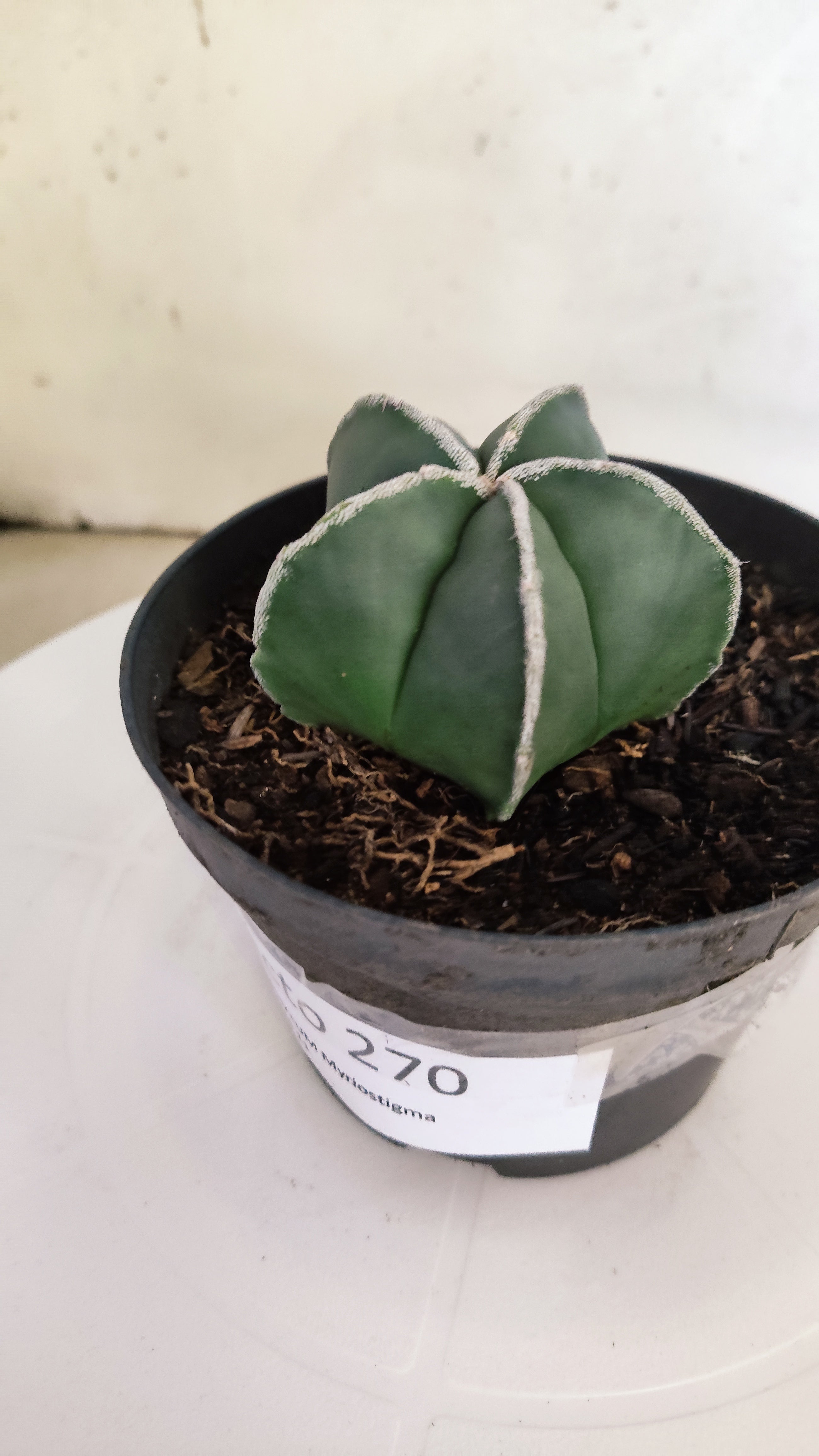 ASTROPHYTUM MYRIOSTIGMA "Nudum" Nº 270 – vaso 11