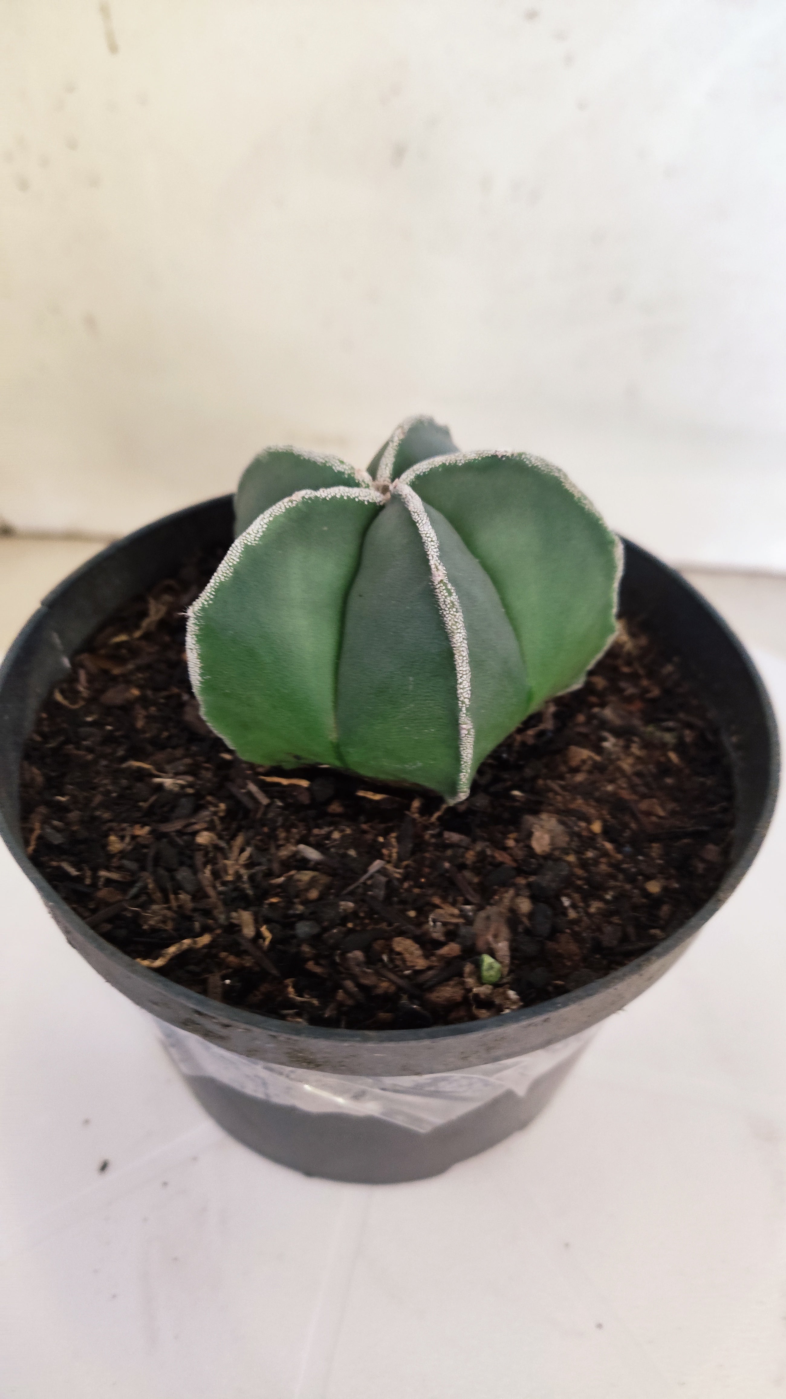 ASTROPHYTUM MYRIOSTIGMA "Nudum" Nº 270 – vaso 11