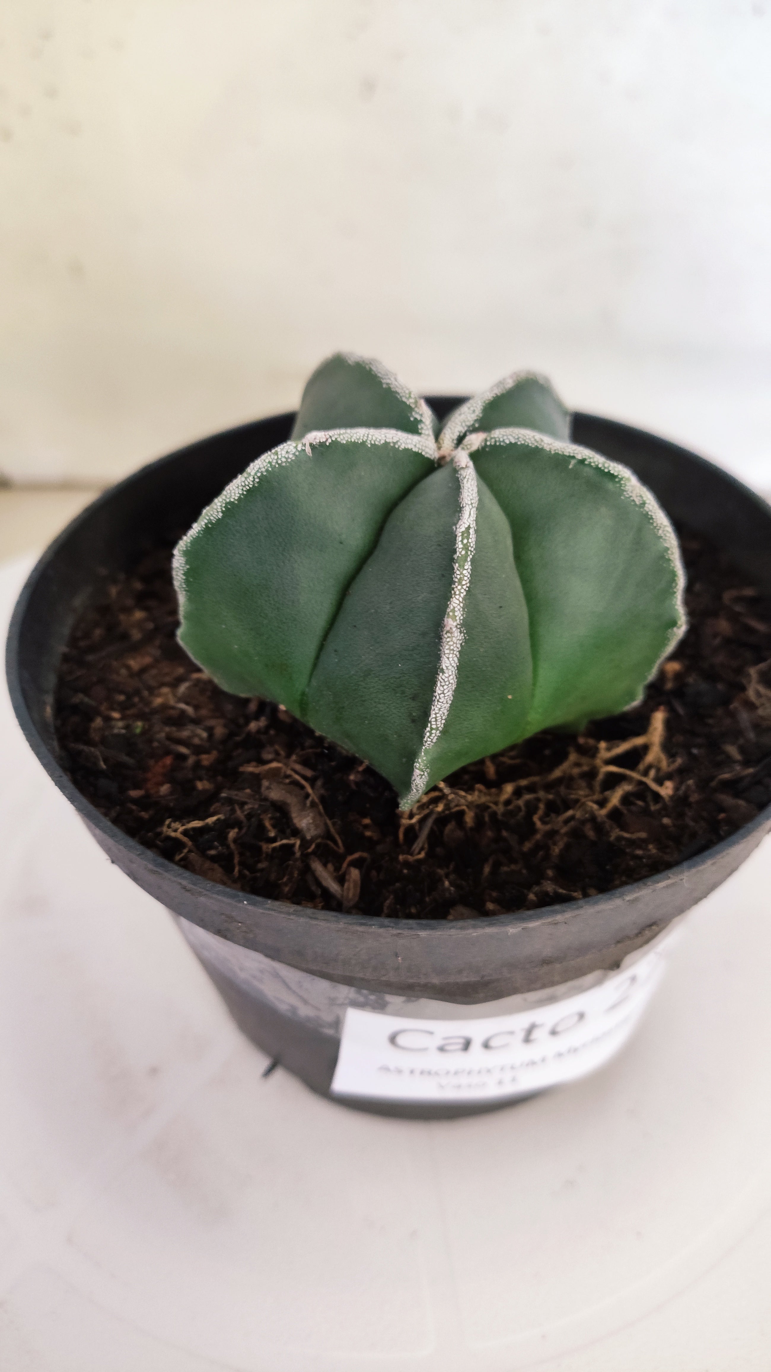 ASTROPHYTUM MYRIOSTIGMA "Nudum" Nº 270 – vaso 11