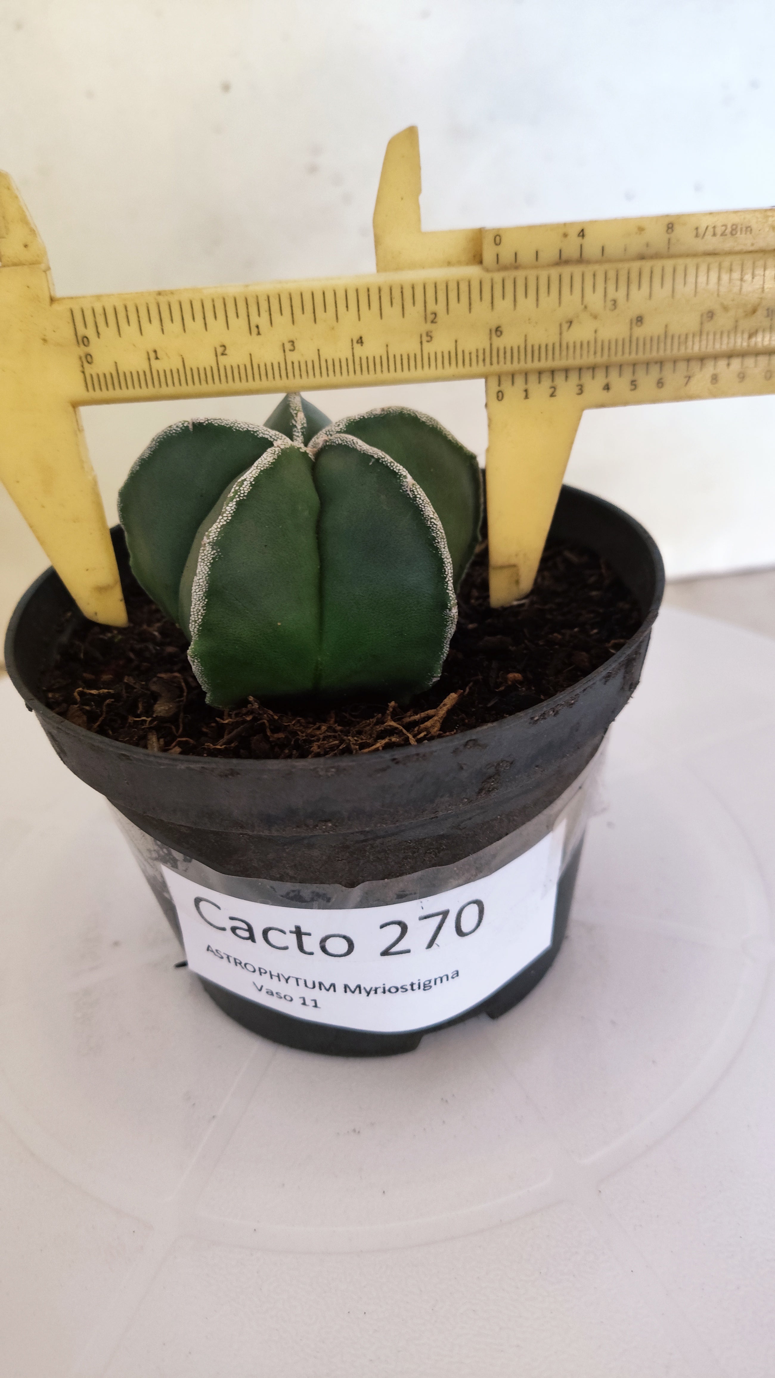 ASTROPHYTUM MYRIOSTIGMA "Nudum" Nº 270 – vaso 11