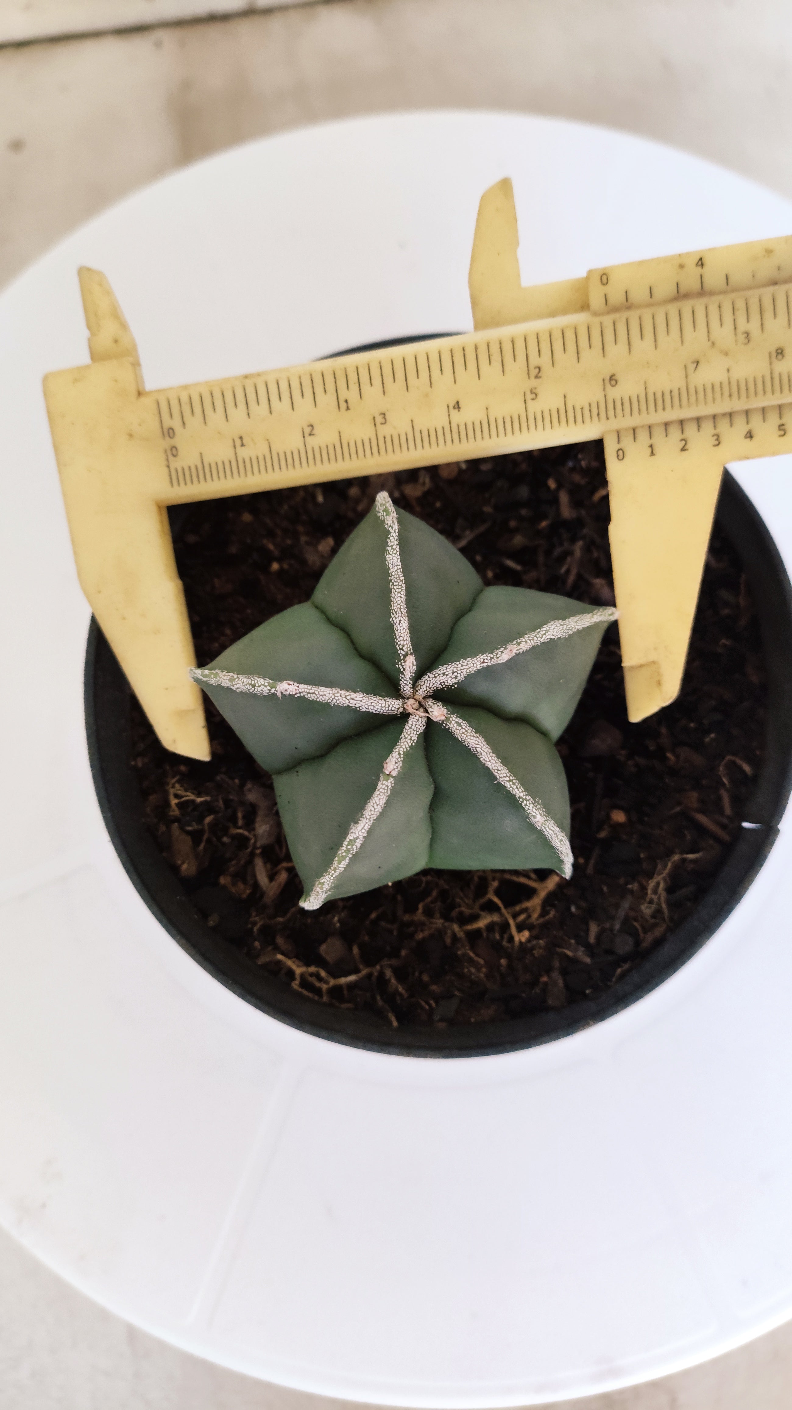 ASTROPHYTUM MYRIOSTIGMA "Nudum" Nº 270 – vaso 11