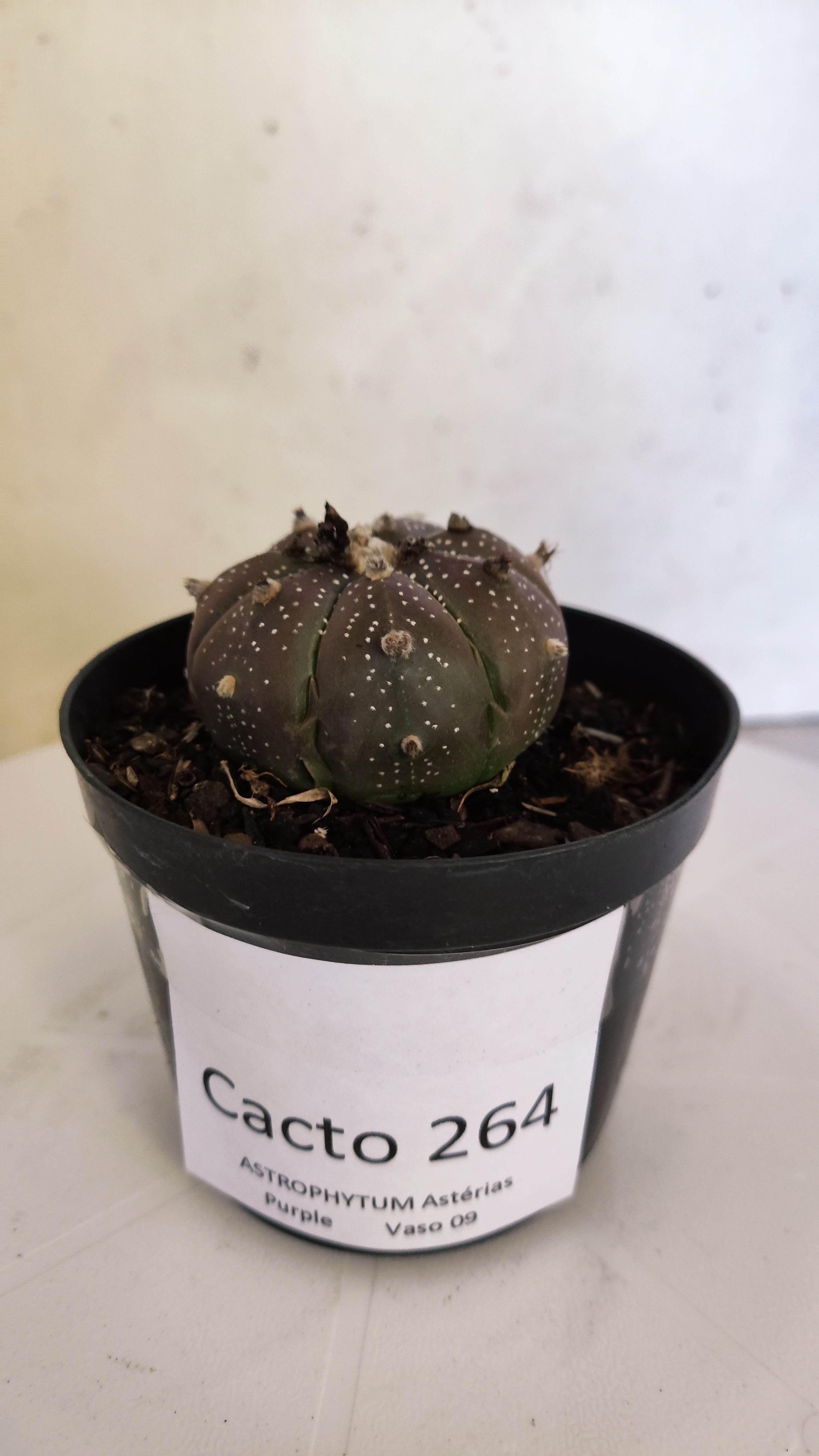 ASTROPHYTUM ASTERIAS “Purple”  Nº 264 – vaso 09