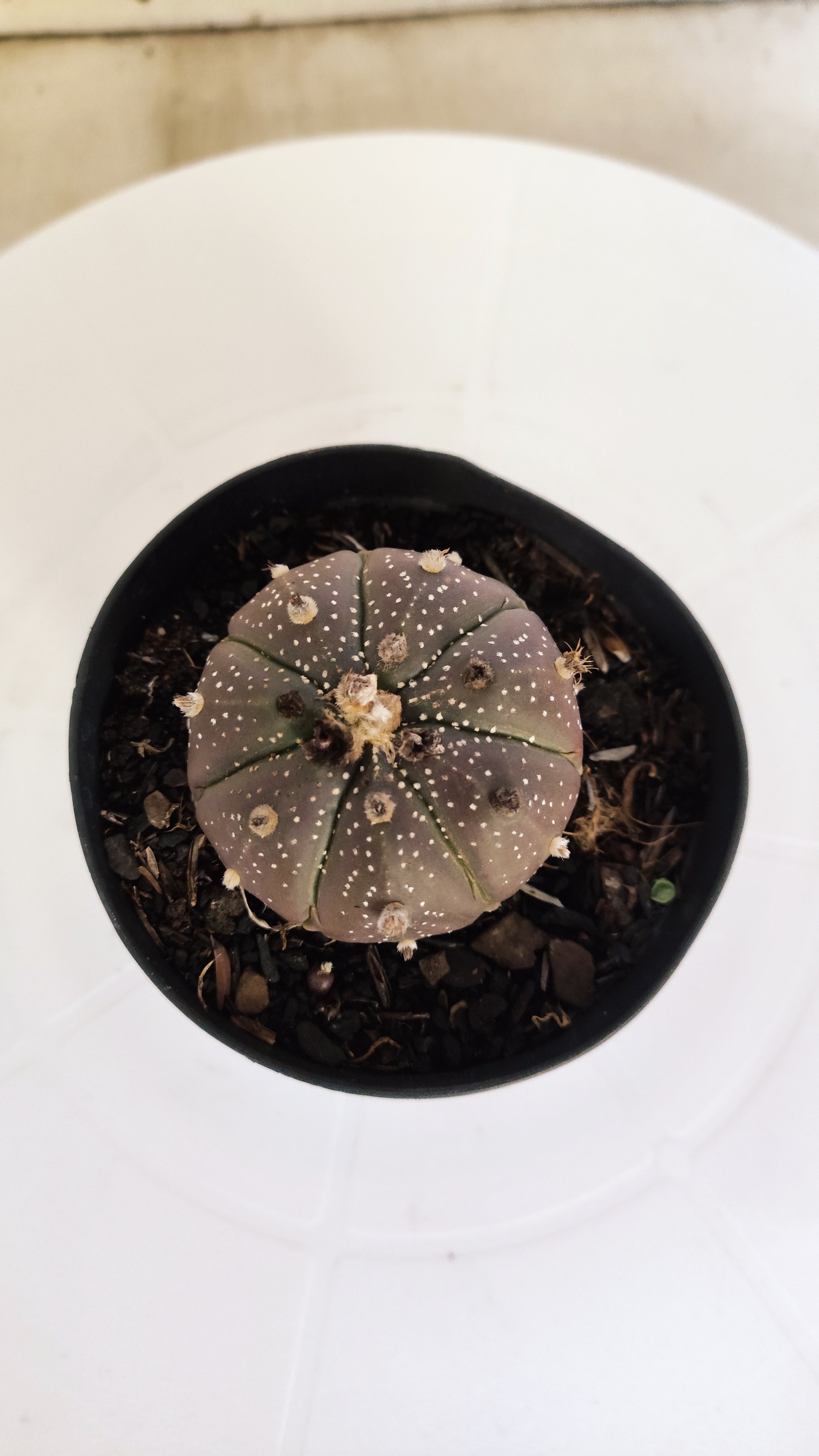 ASTROPHYTUM ASTERIAS “Purple”  Nº 264 – vaso 09