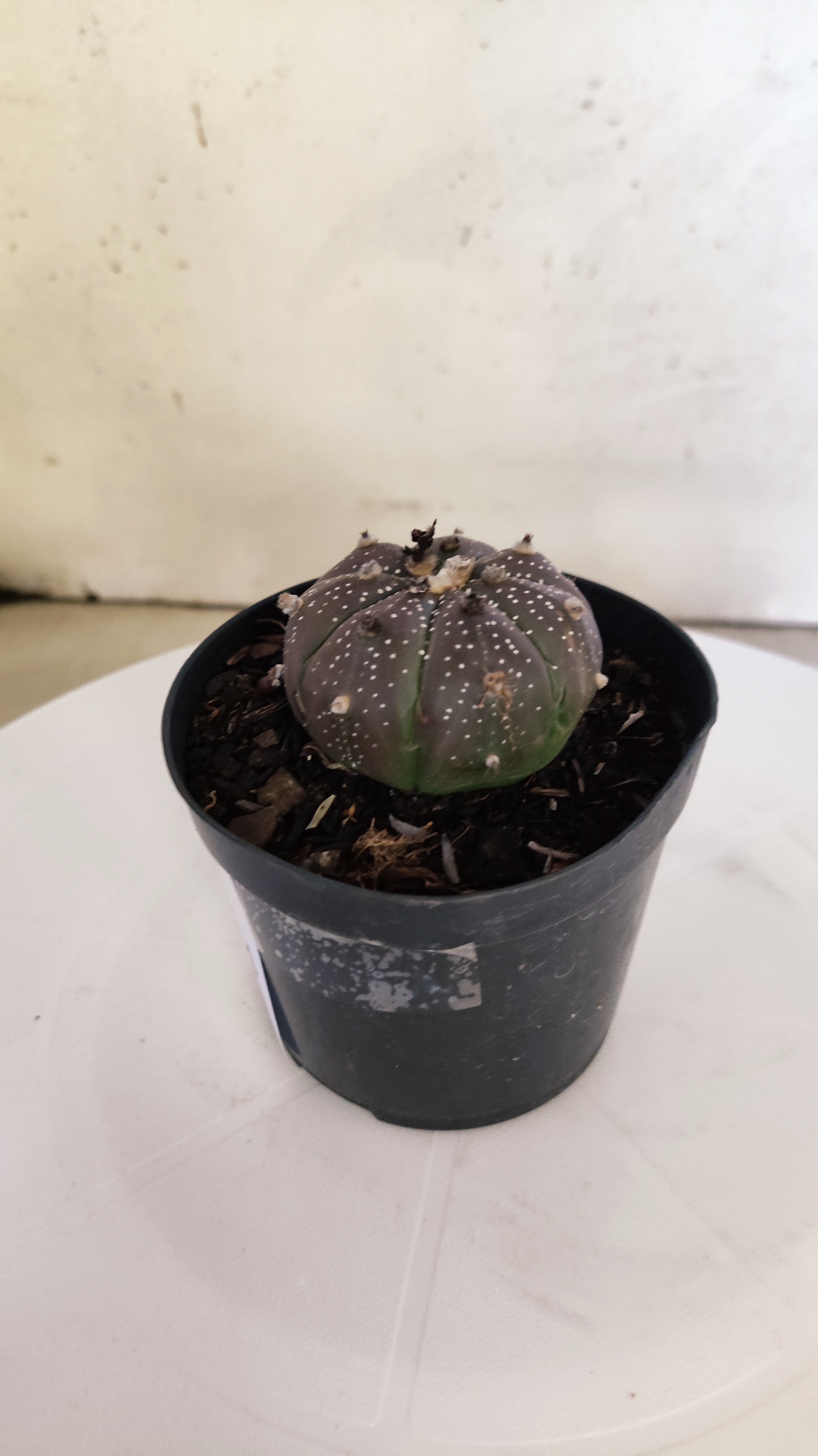 ASTROPHYTUM ASTERIAS “Purple”  Nº 264 – vaso 09
