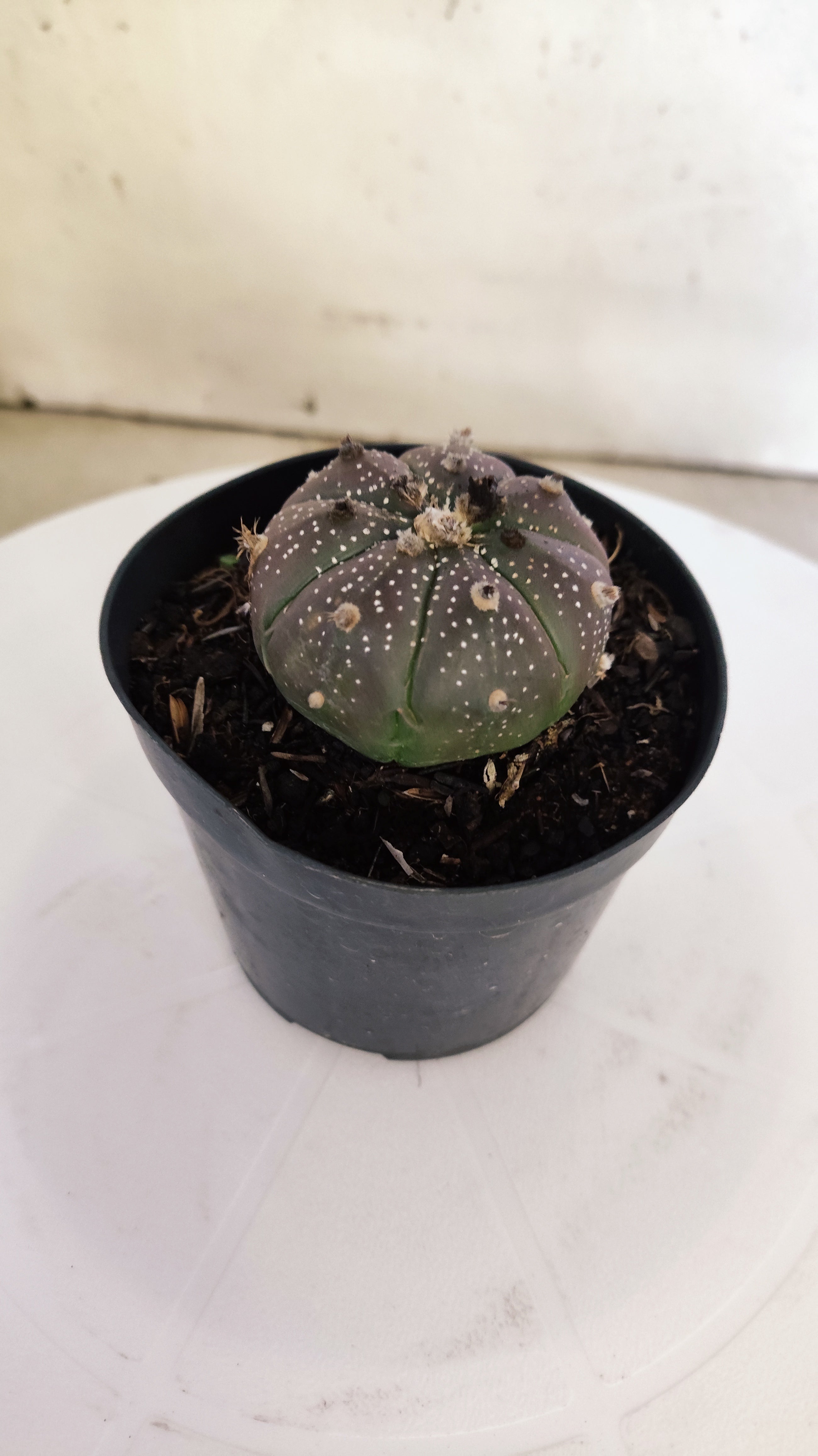 ASTROPHYTUM ASTERIAS “Purple”  Nº 264 – vaso 09