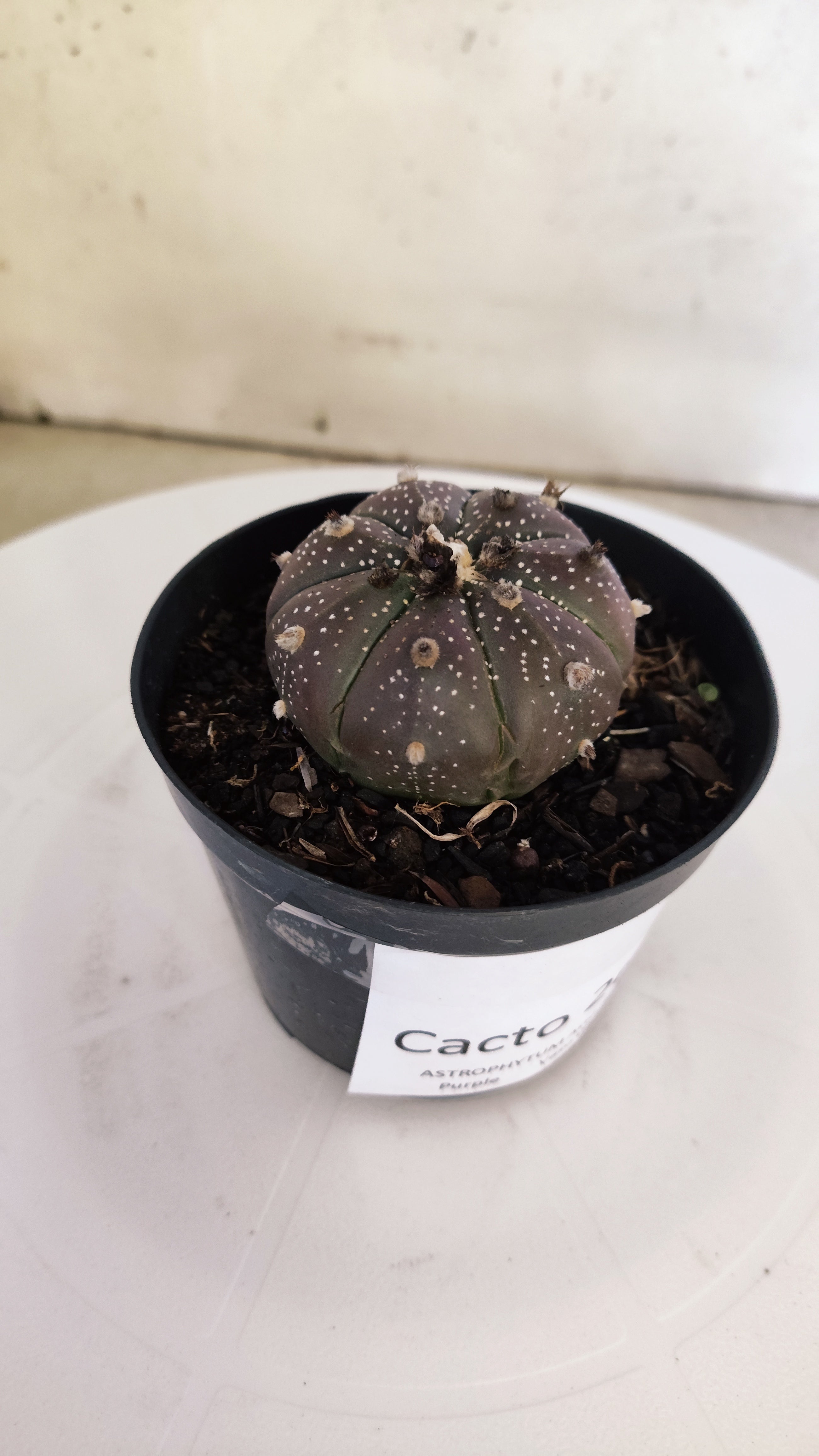 ASTROPHYTUM ASTERIAS “Purple”  Nº 264 – vaso 09
