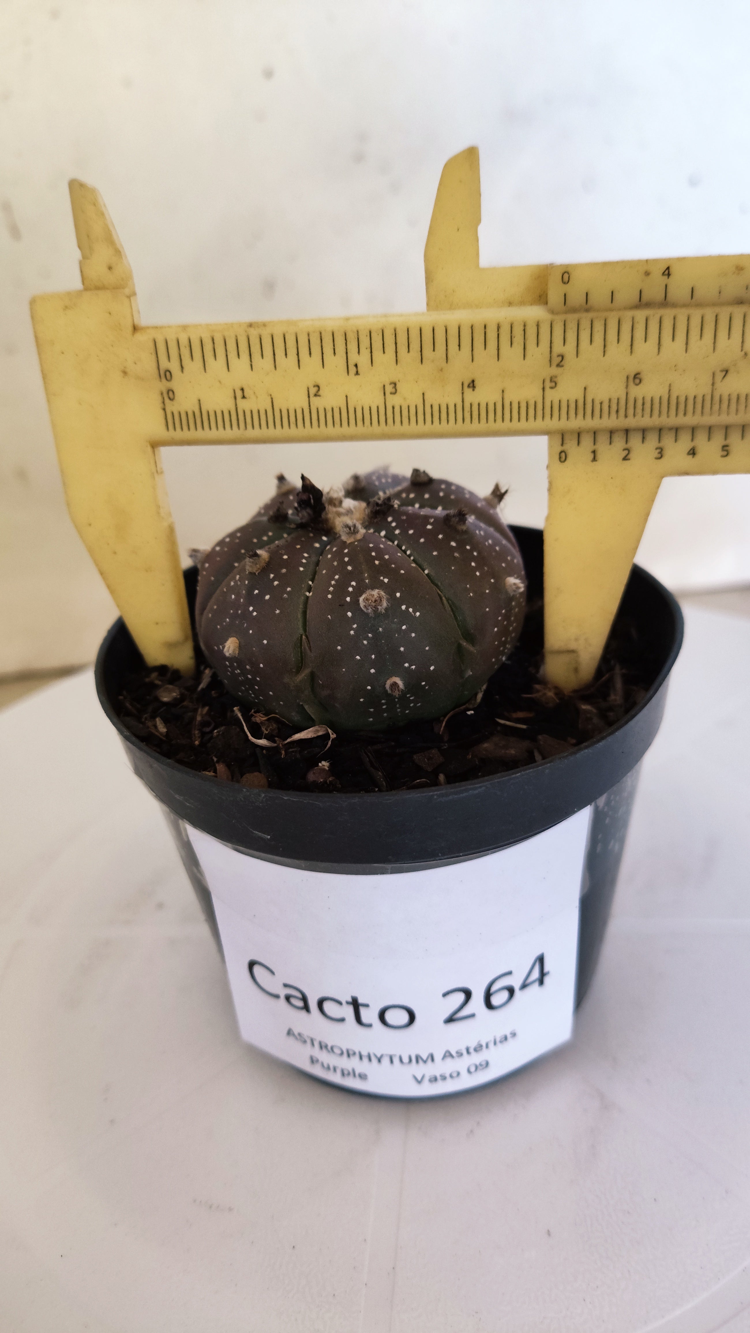 ASTROPHYTUM ASTERIAS “Purple”  Nº 264 – vaso 09
