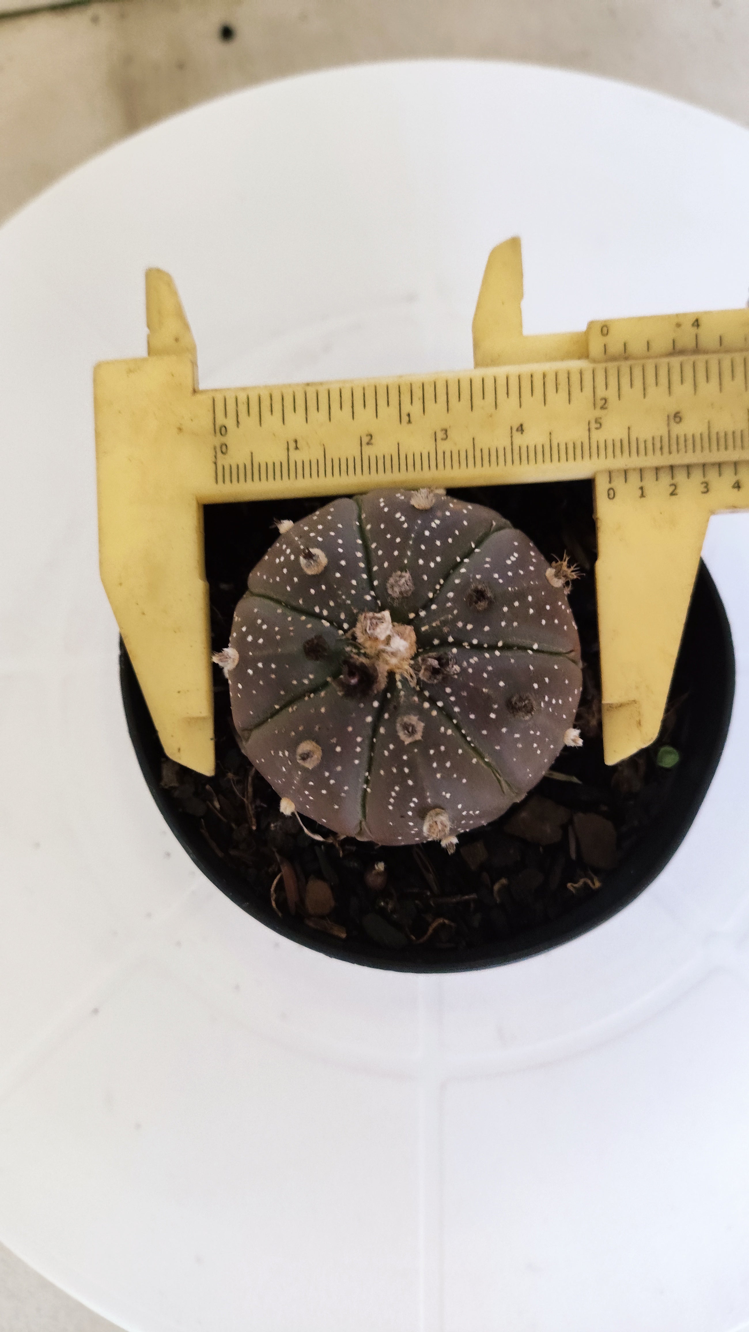 ASTROPHYTUM ASTERIAS “Purple”  Nº 264 – vaso 09