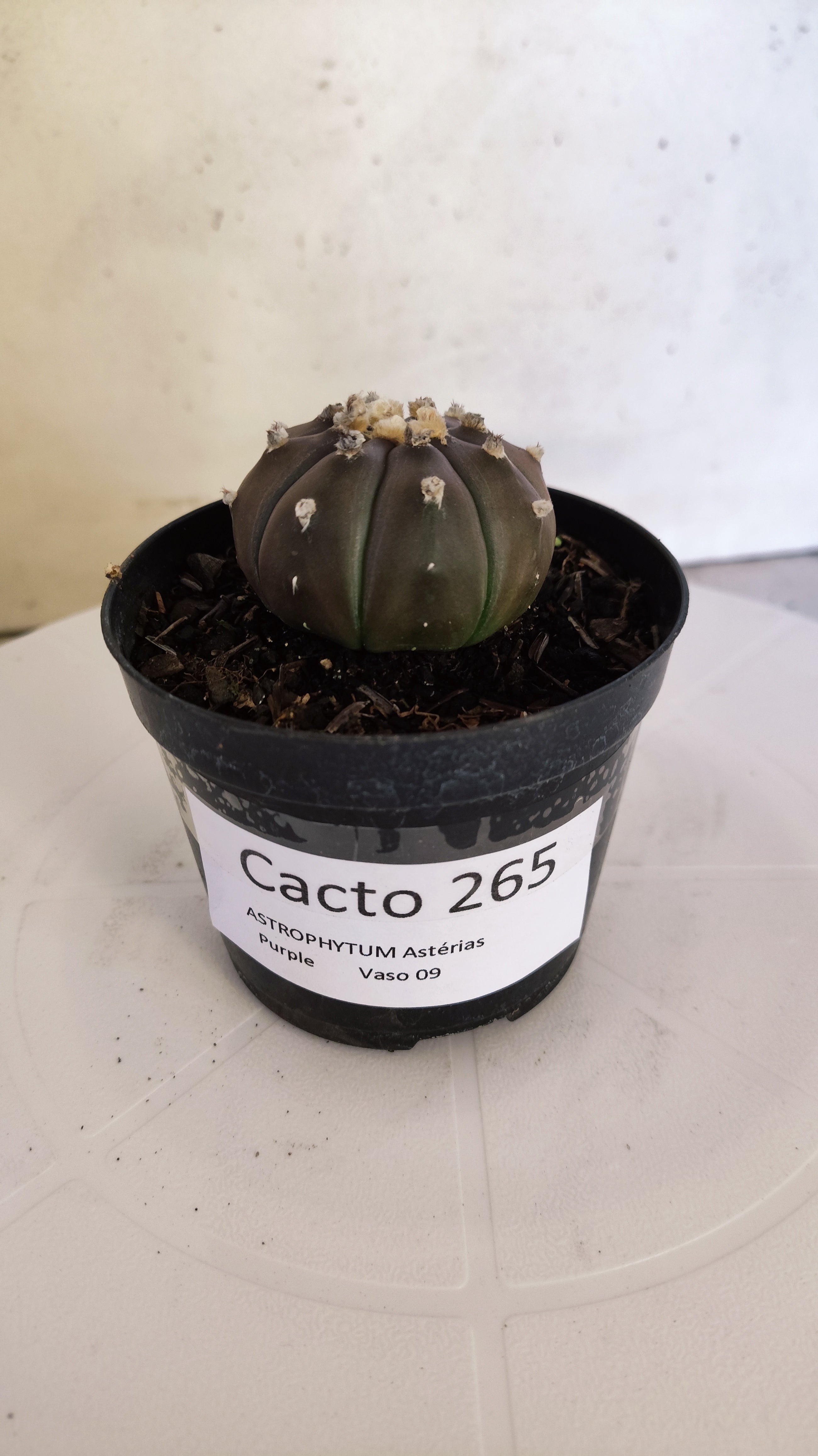 ASTROPHYTUM ASTERIAS “Purple”  Nº 265 – vaso 09