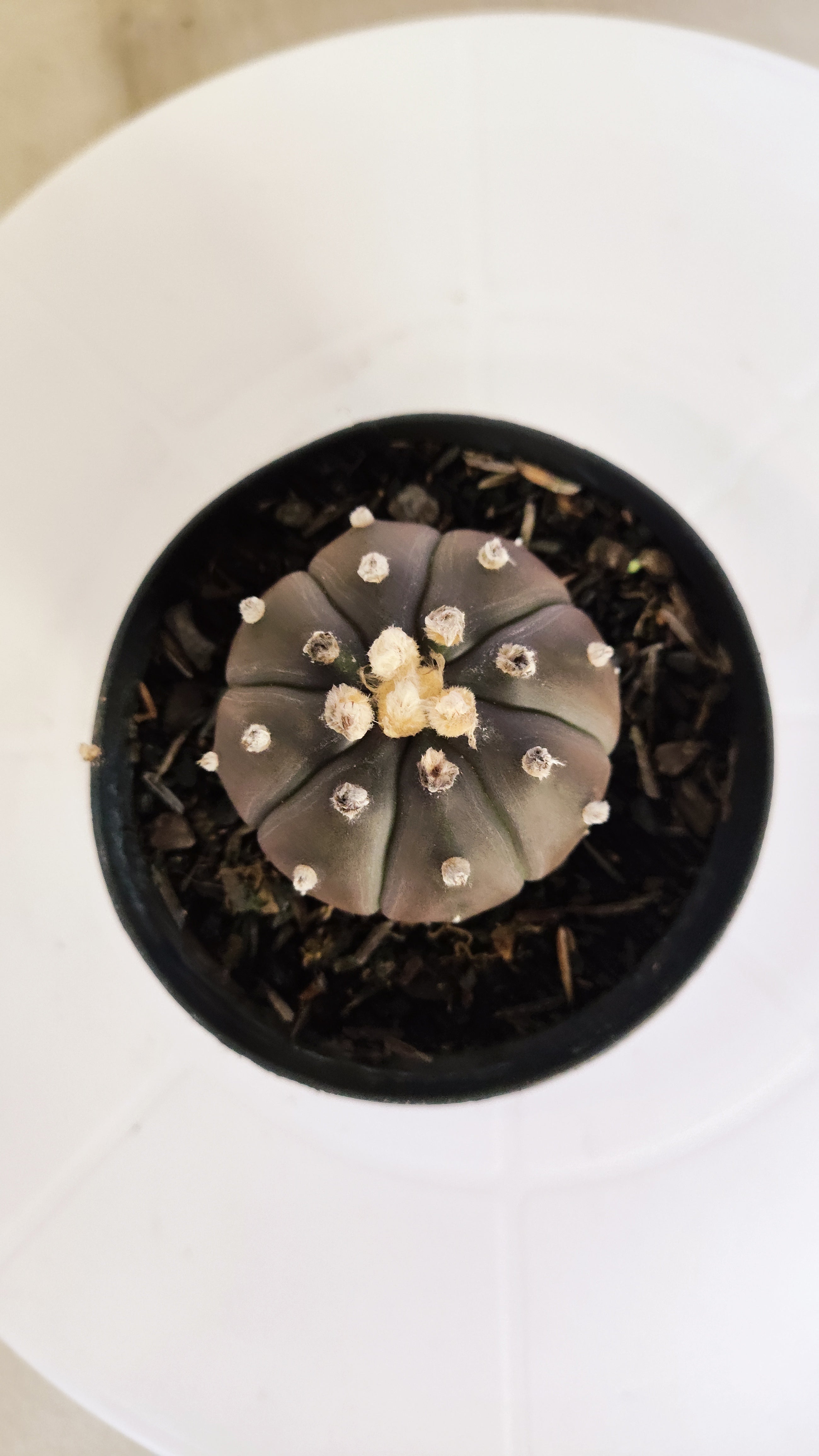 ASTROPHYTUM ASTERIAS “Purple”  Nº 265 – vaso 09