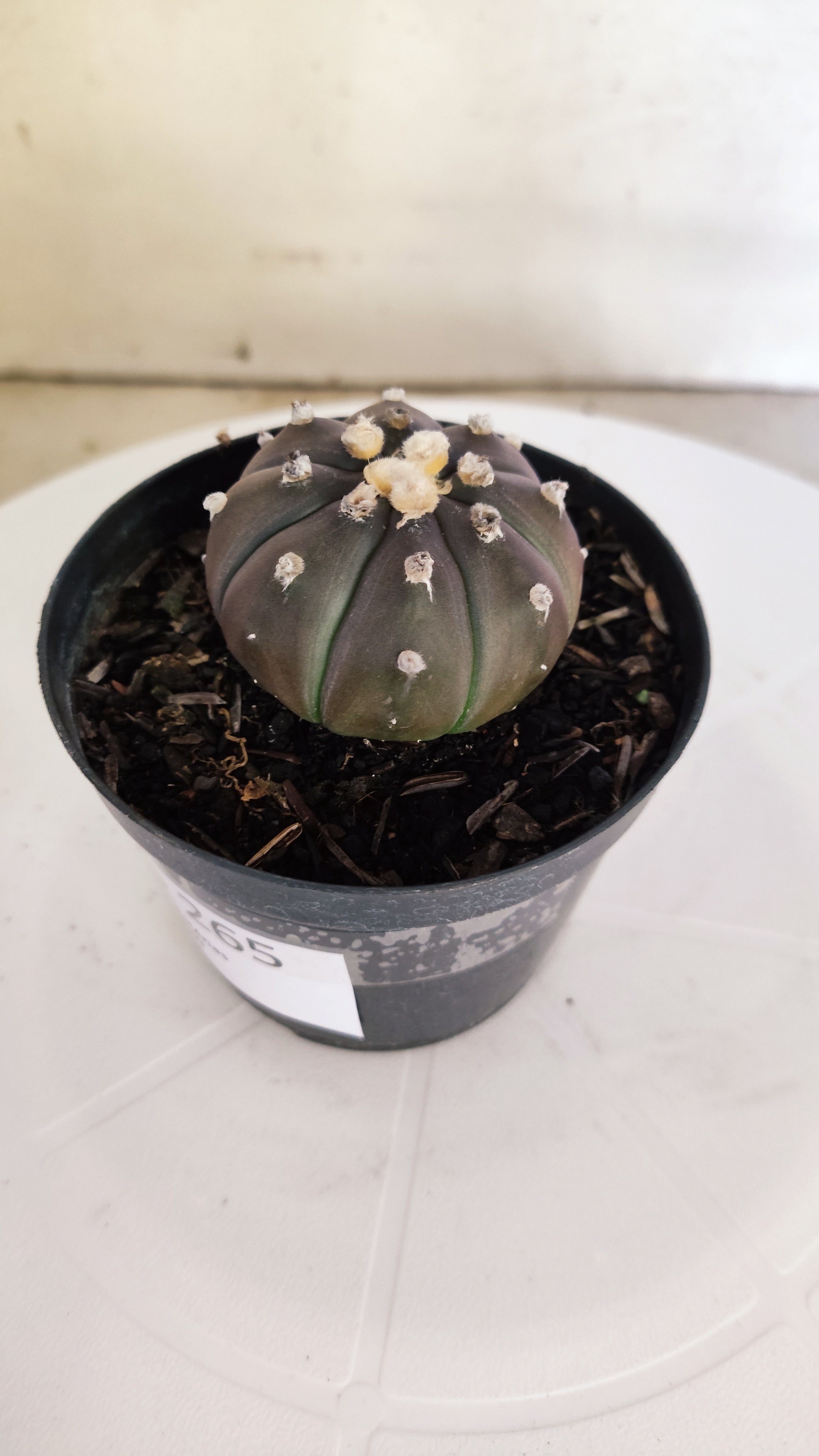 ASTROPHYTUM ASTERIAS “Purple”  Nº 265 – vaso 09