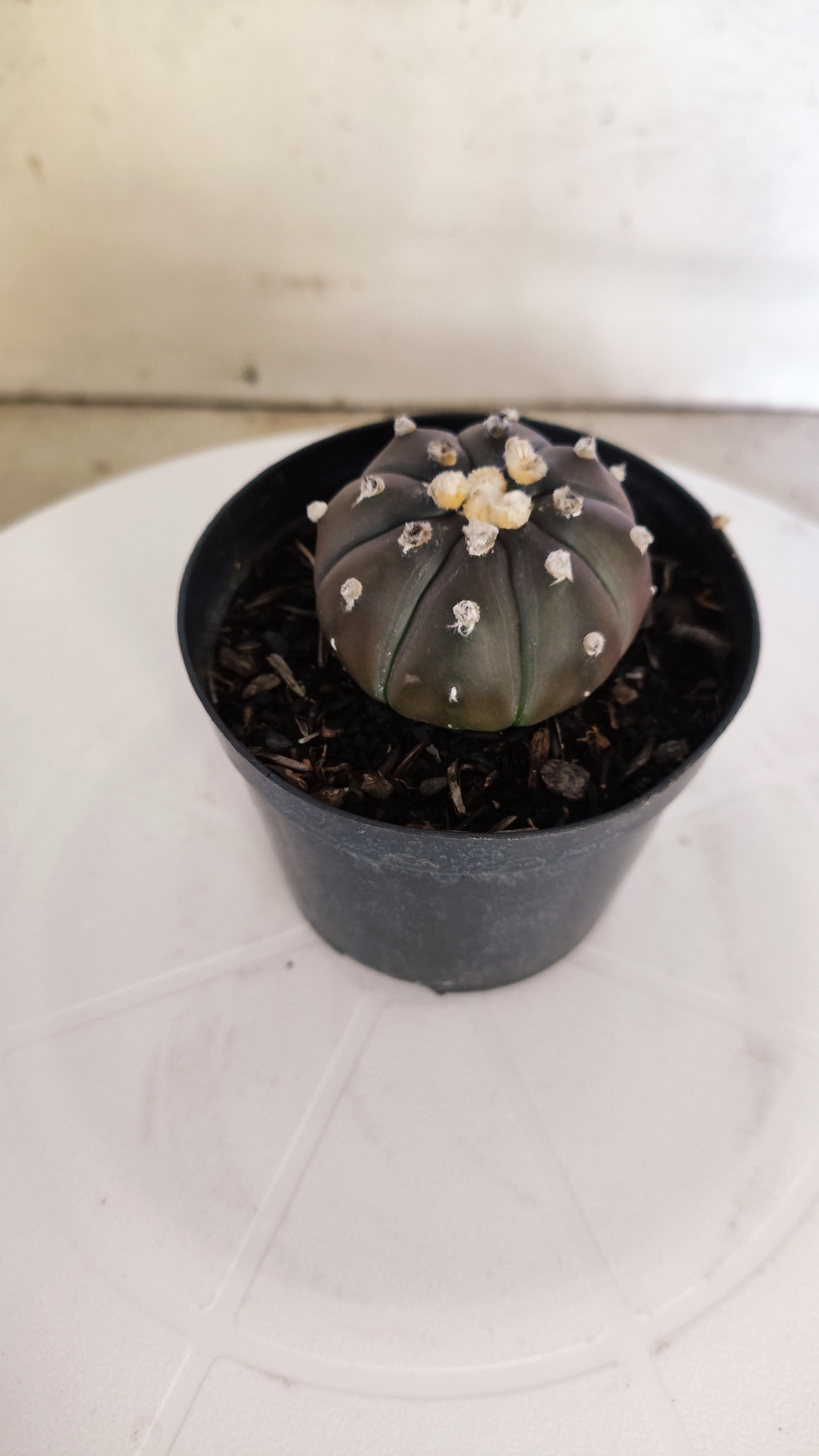 ASTROPHYTUM ASTERIAS “Purple”  Nº 265 – vaso 09