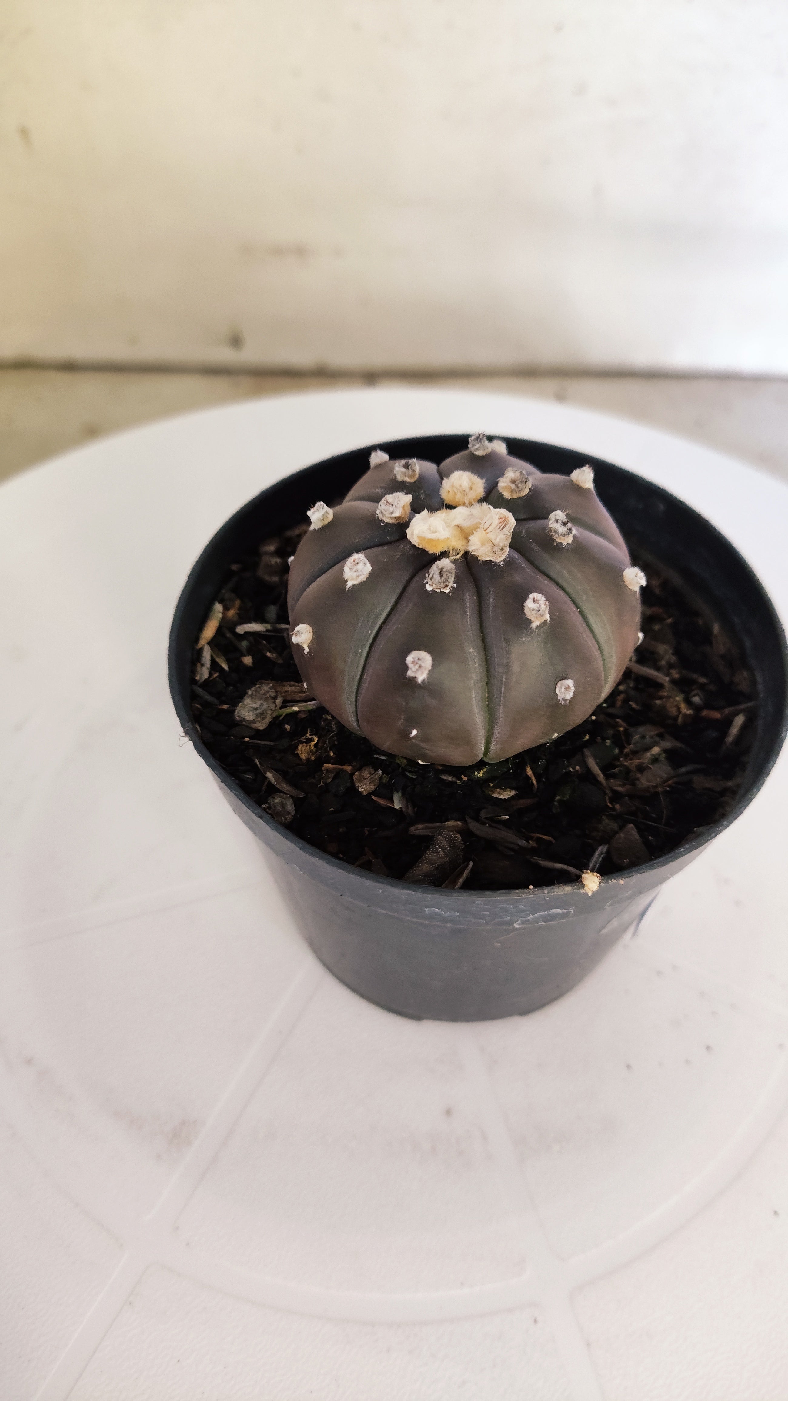 ASTROPHYTUM ASTERIAS “Purple”  Nº 265 – vaso 09