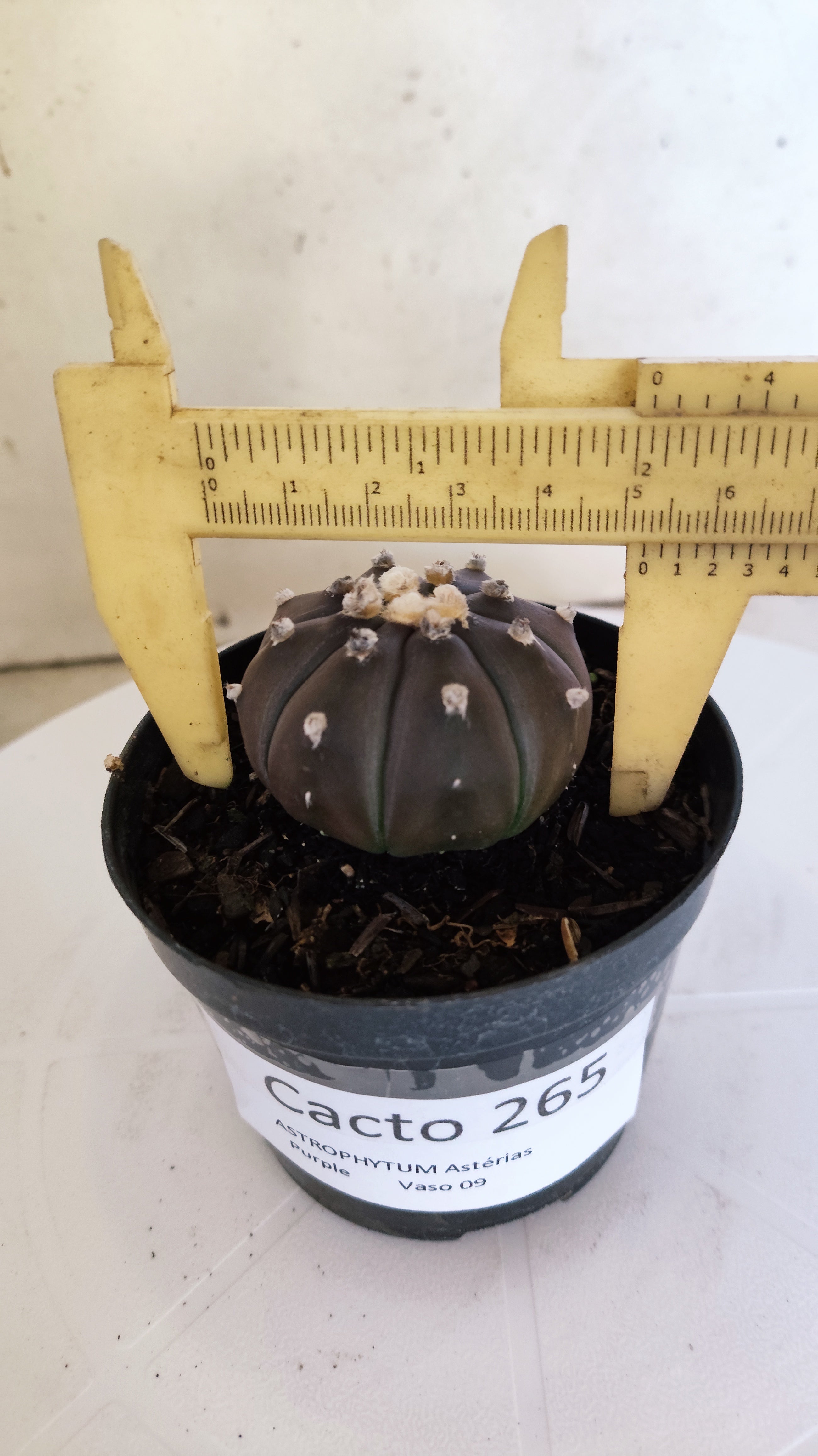 ASTROPHYTUM ASTERIAS “Purple”  Nº 265 – vaso 09