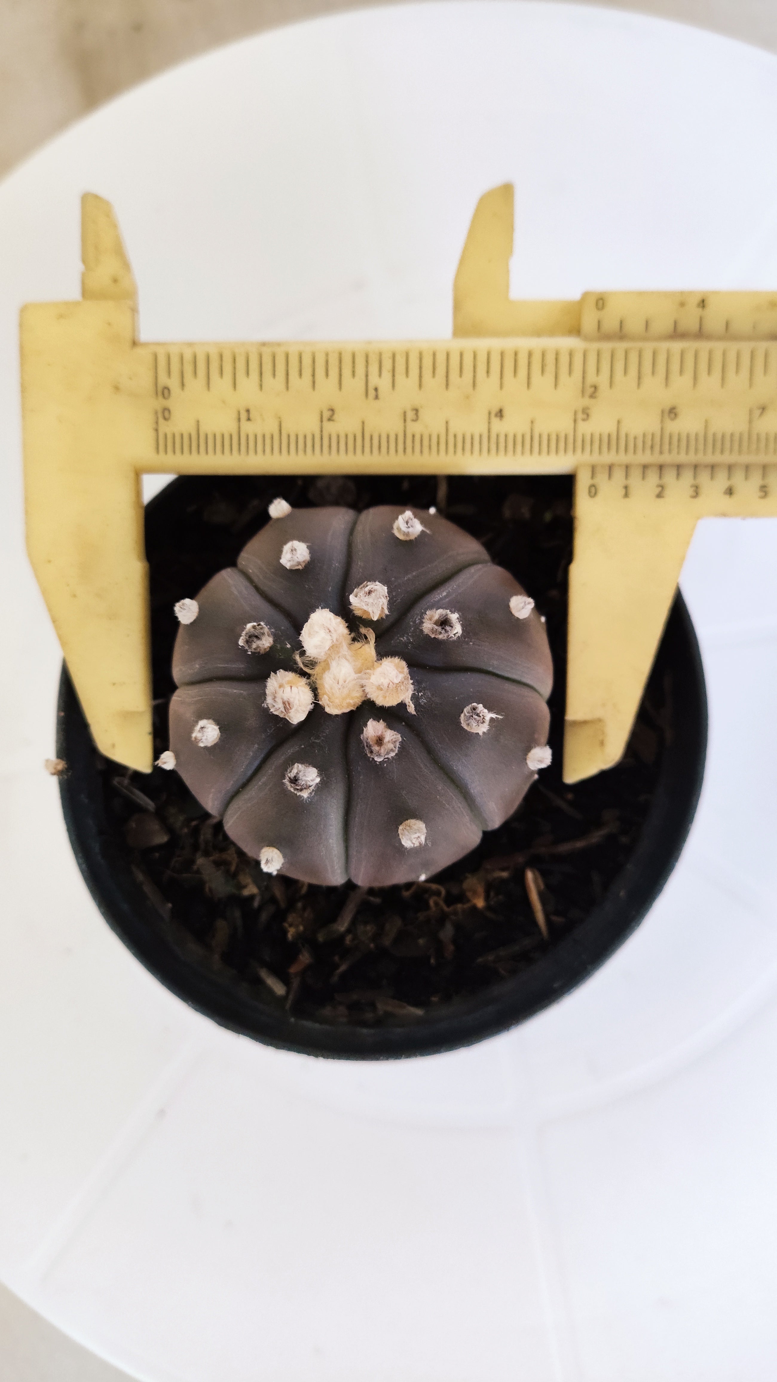 ASTROPHYTUM ASTERIAS “Purple”  Nº 265 – vaso 09