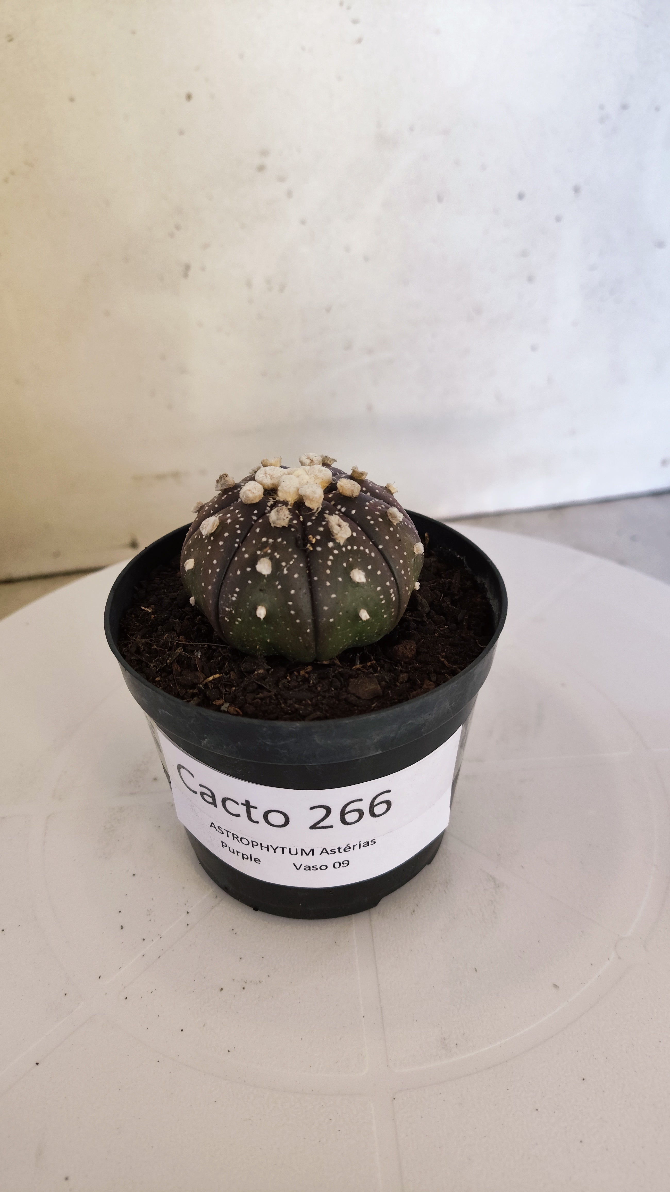 ASTROPHYTUM ASTERIAS “Purple”  Nº 266 – vaso 09